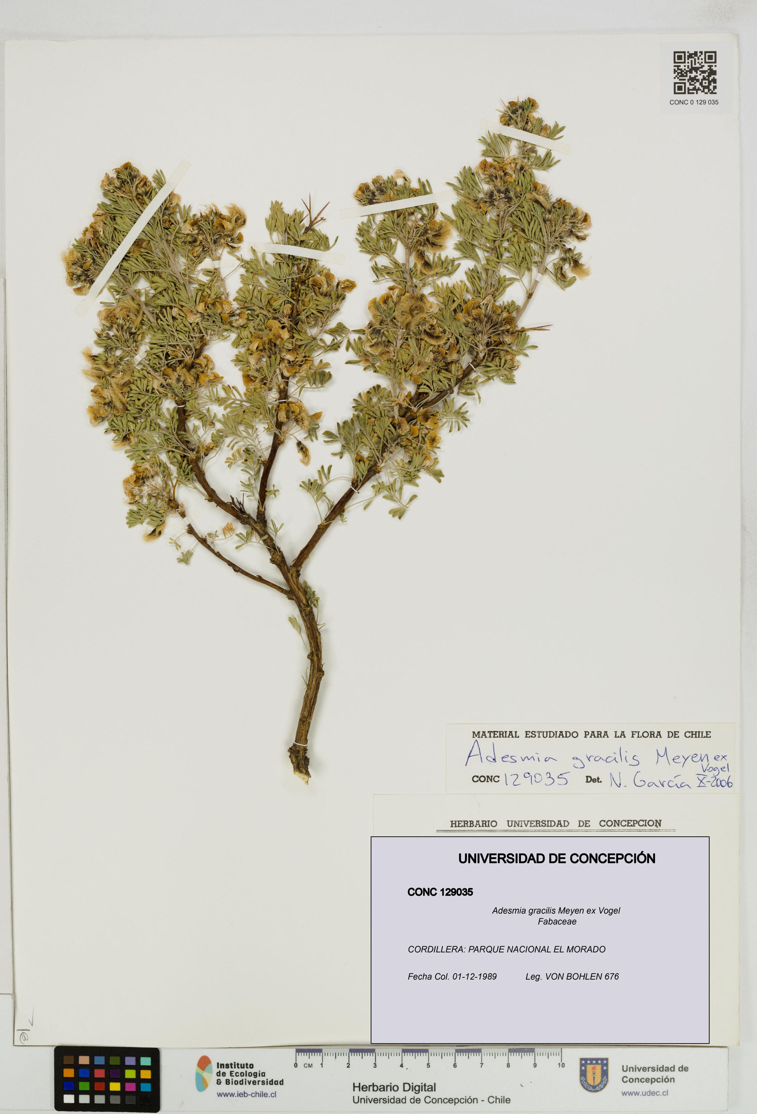 Adesmia gracilis [Espécimen: ]