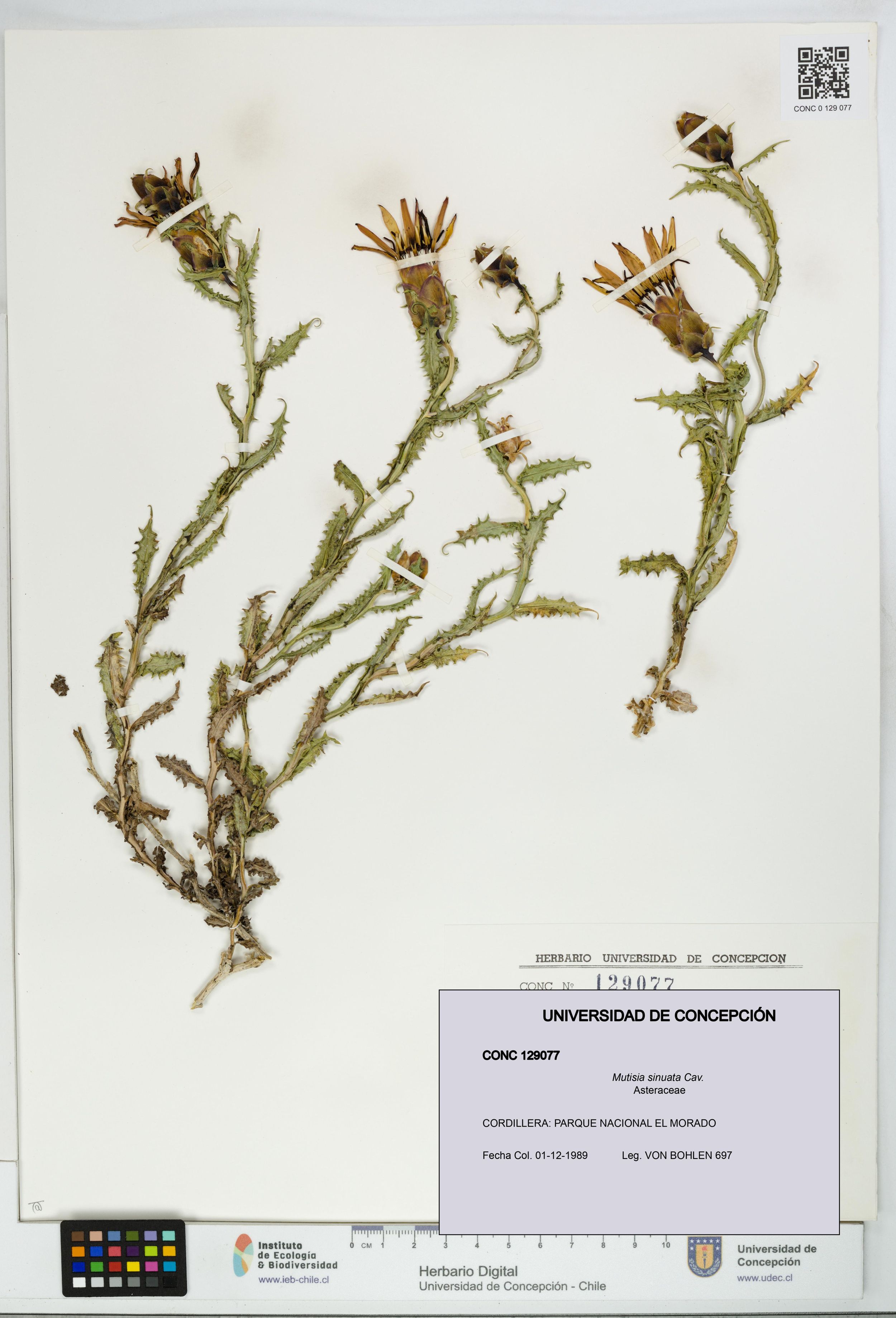 Mutisia sinuata [Espécimen: ]