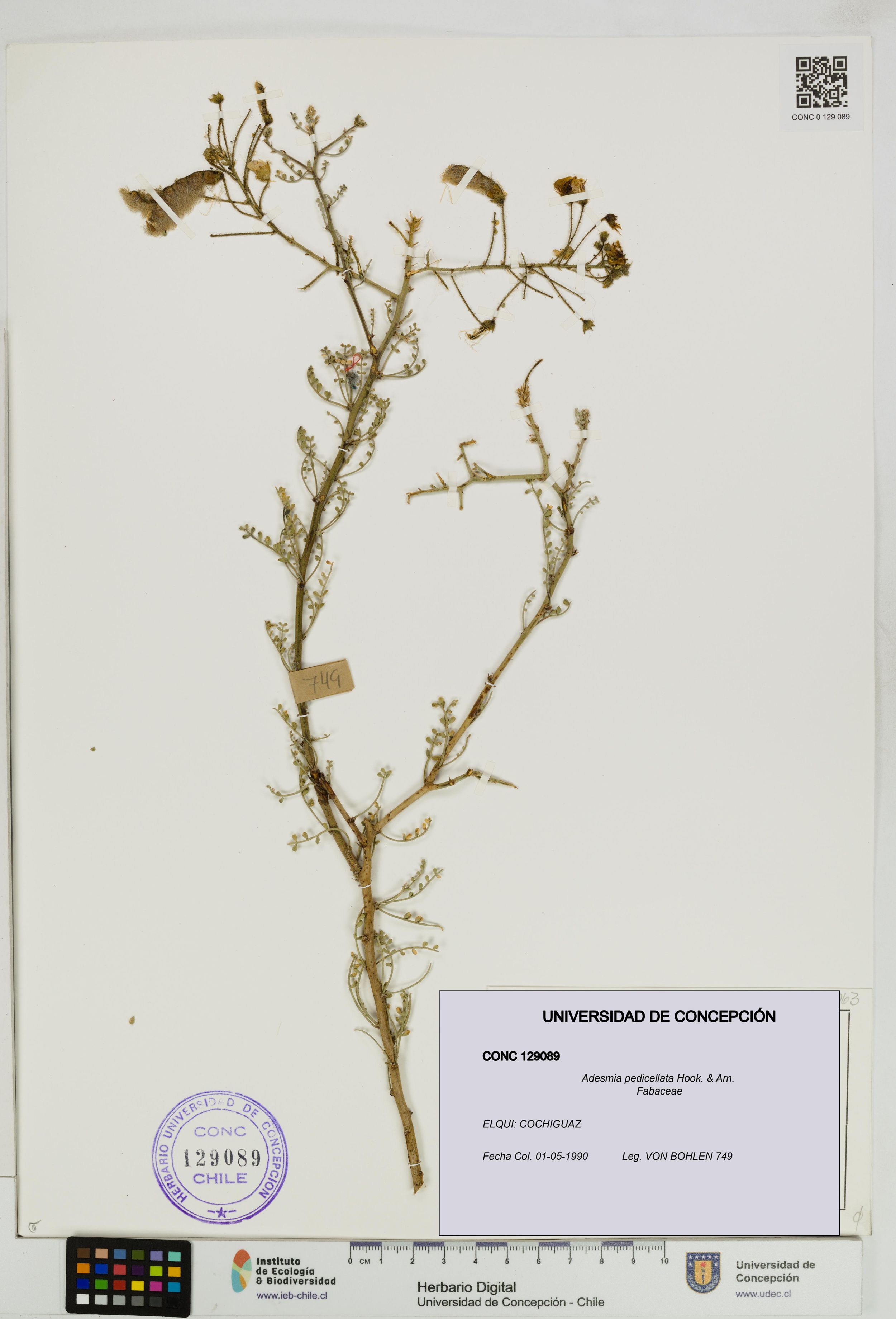 Adesmia pedicellata [Espécimen: ]