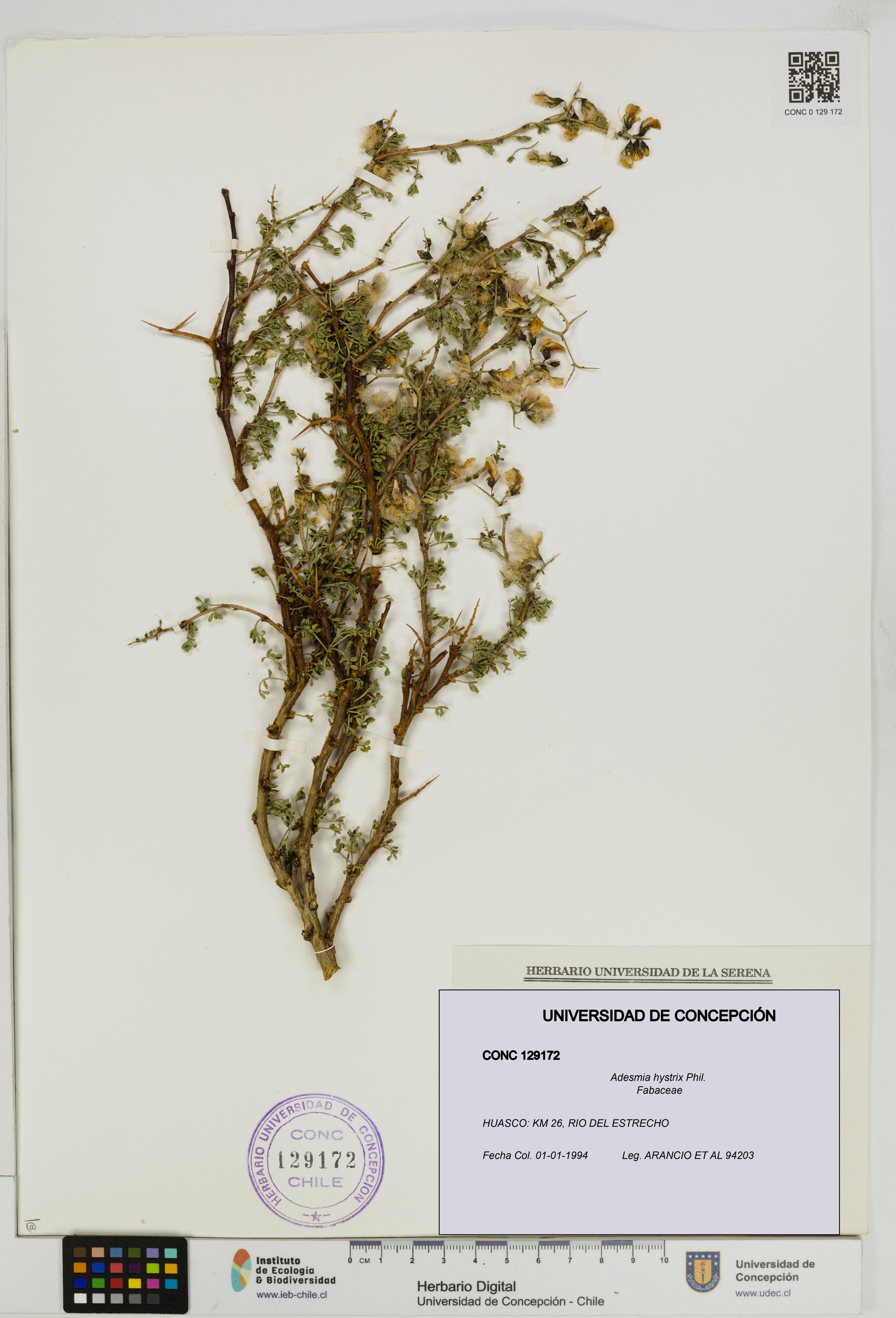 Adesmia hystrix [Espécimen: ]