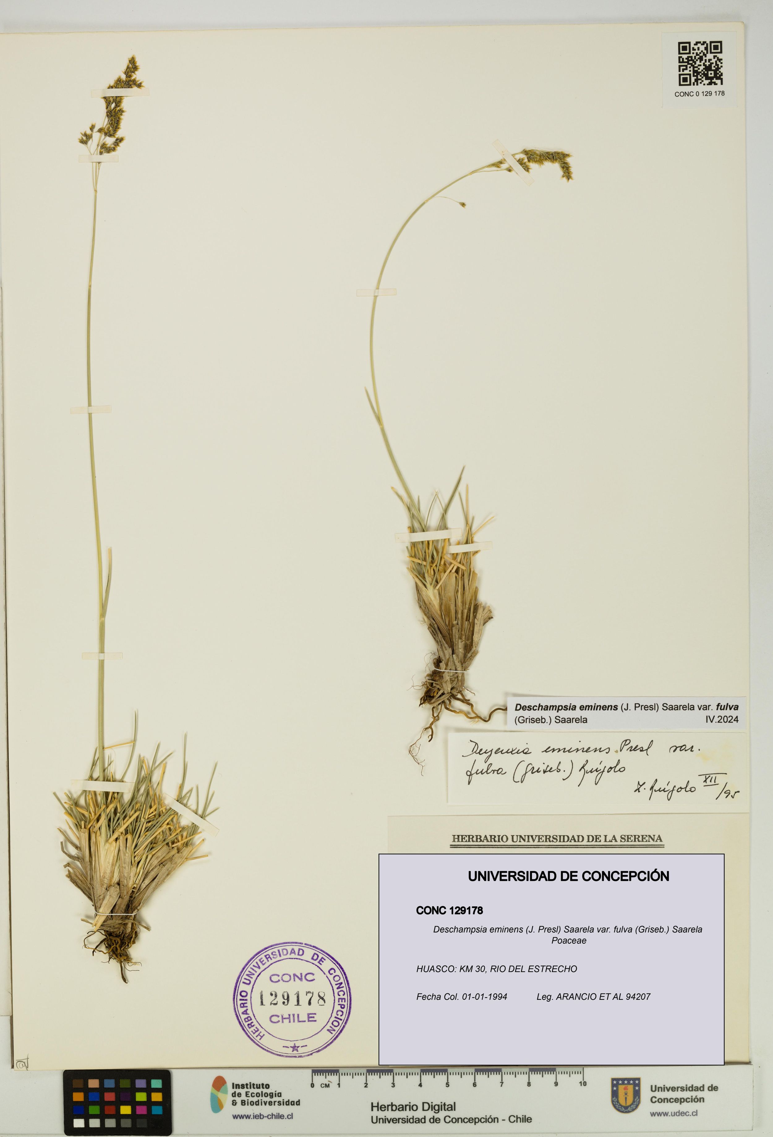 Deschampsia eminens [Espécimen: ]