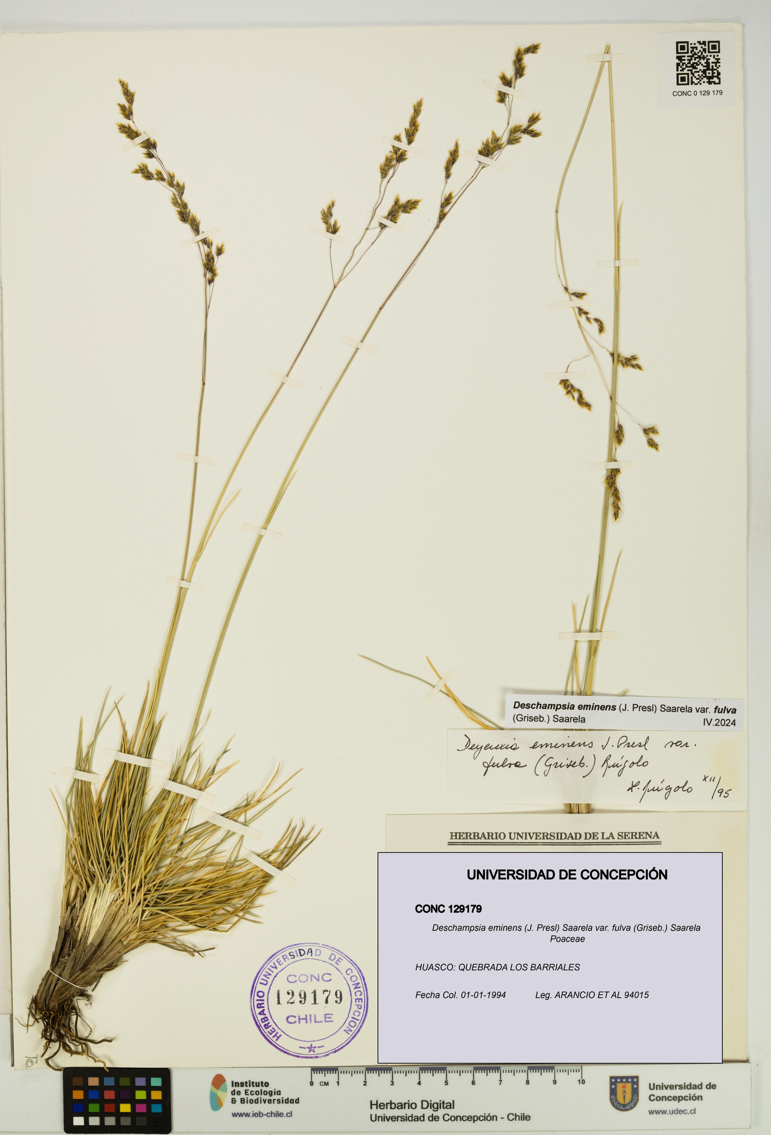 Deschampsia eminens [Espécimen: ]