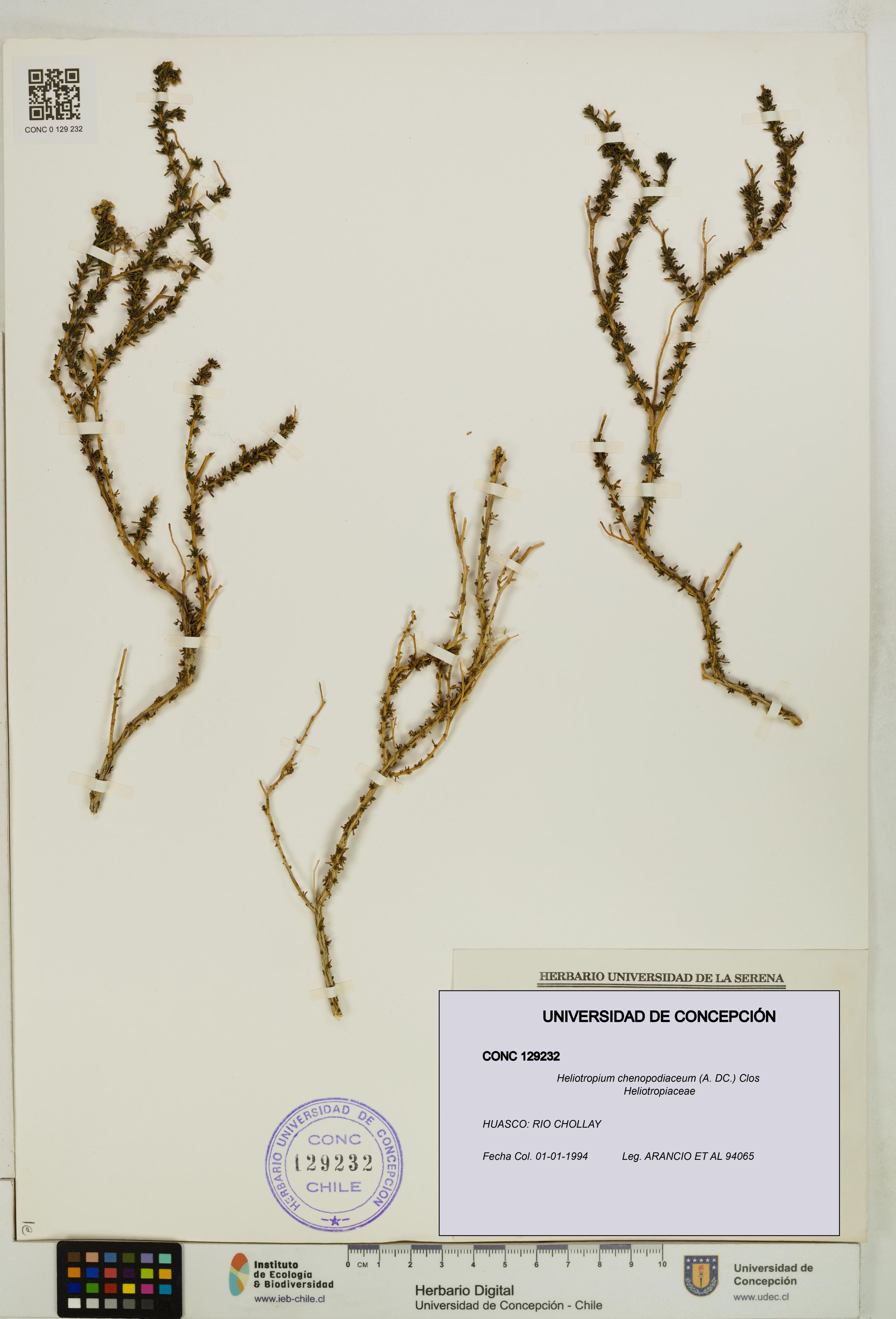 Heliotropium chenopodiaceum [Espécimen: ]