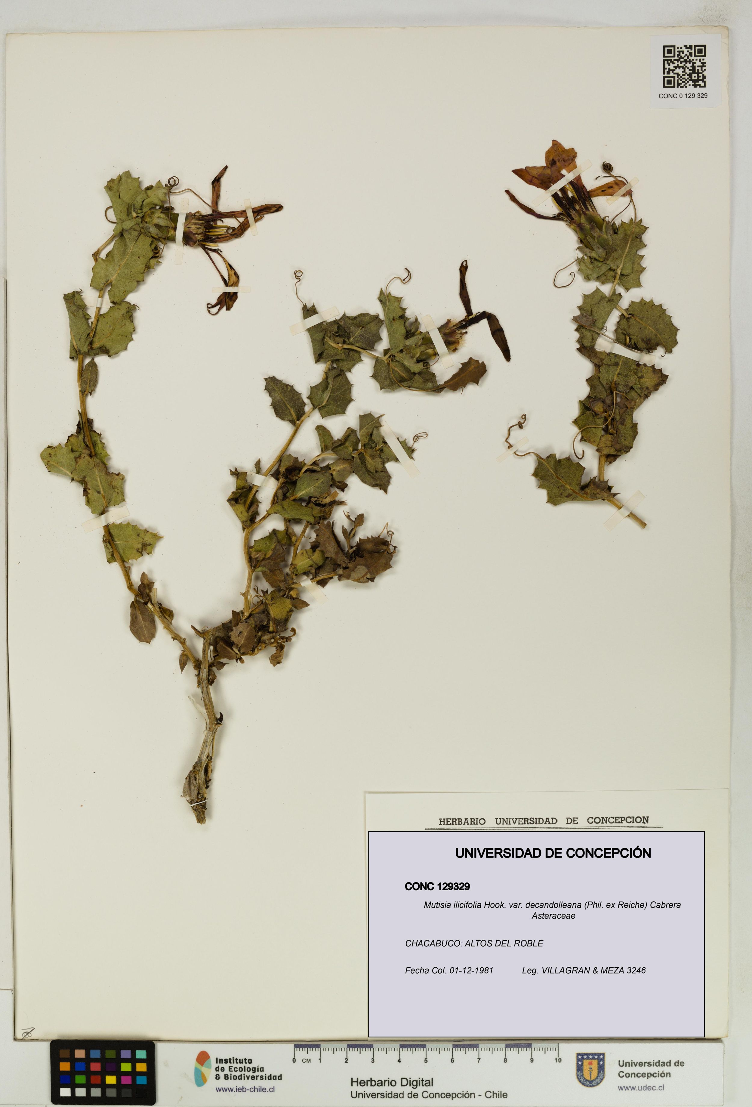 Mutisia ilicifolia var. decandolleana [Espécimen: ]
