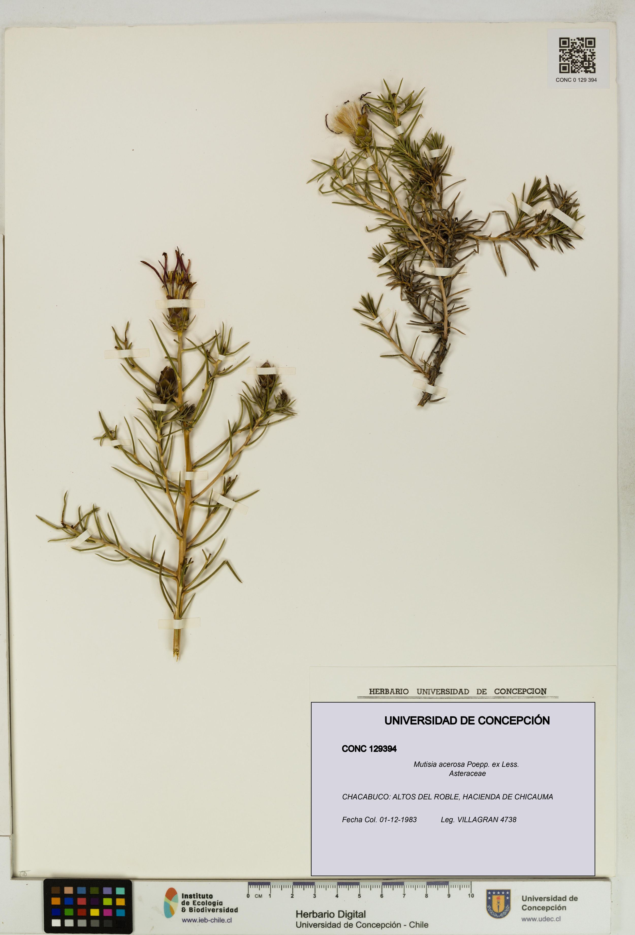 Mutisia acerosa [Espécimen: ]