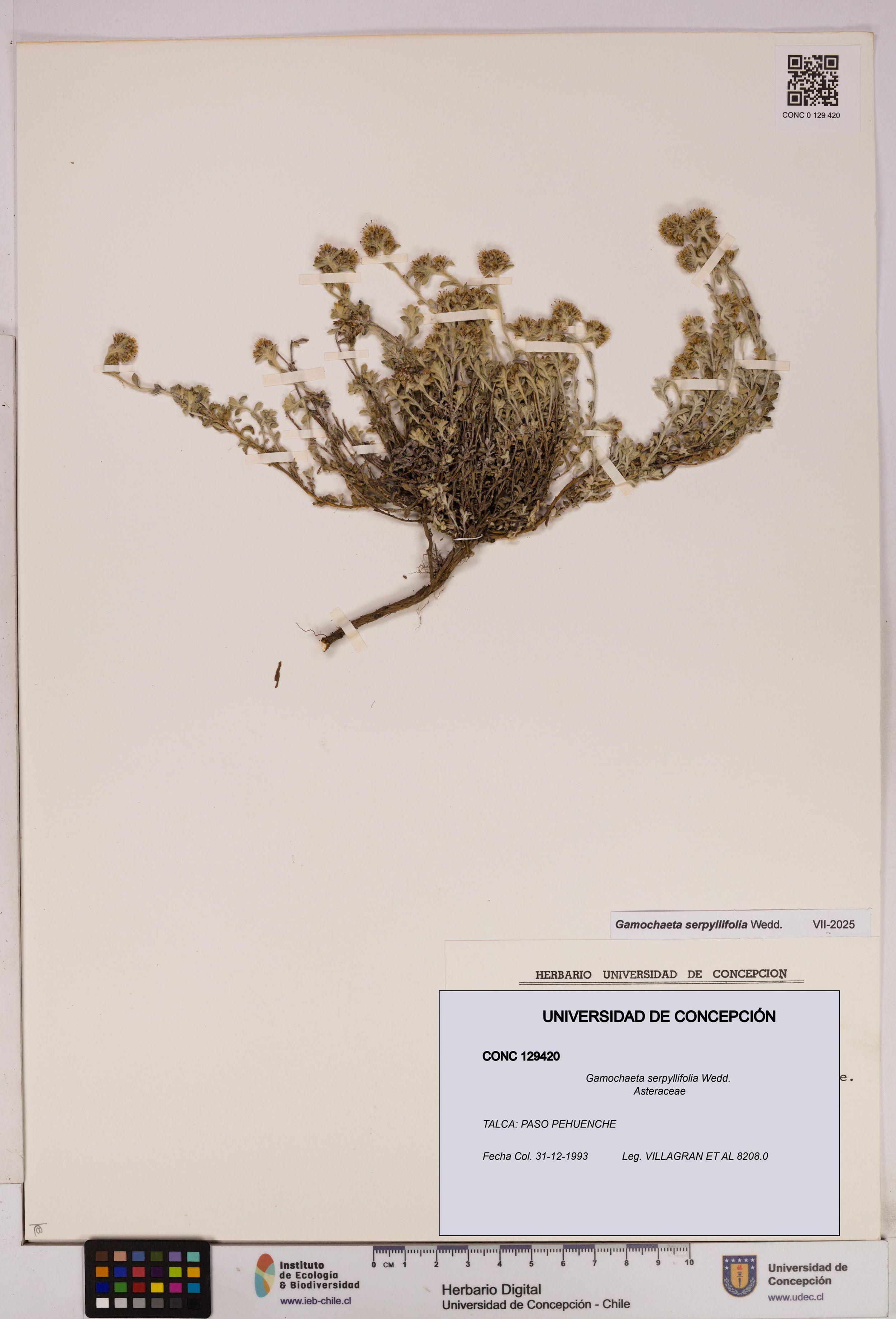 Gamochaeta serpyllifolia [Espécimen: ]