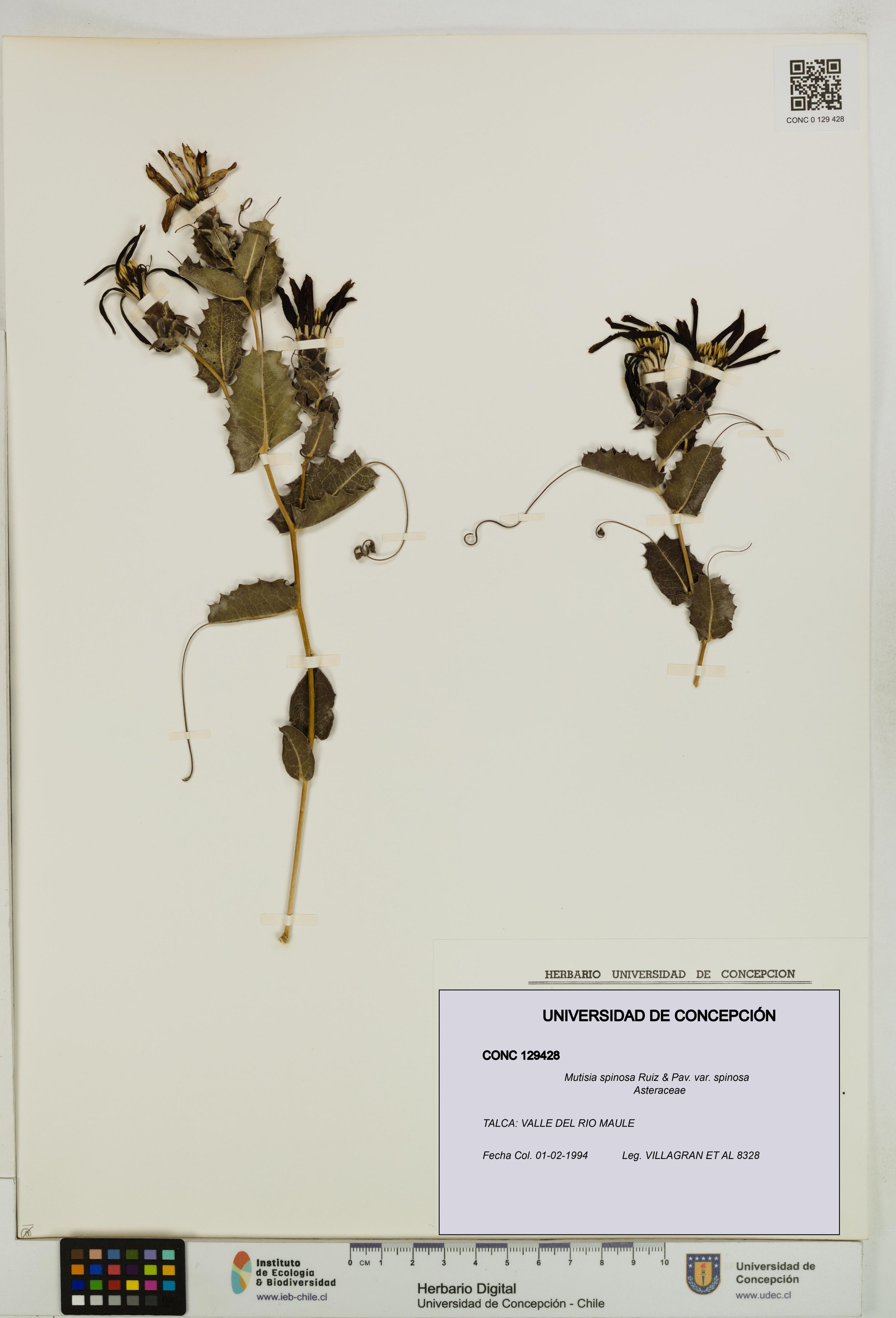 Mutisia spinosa var. spinosa [Espécimen: ]