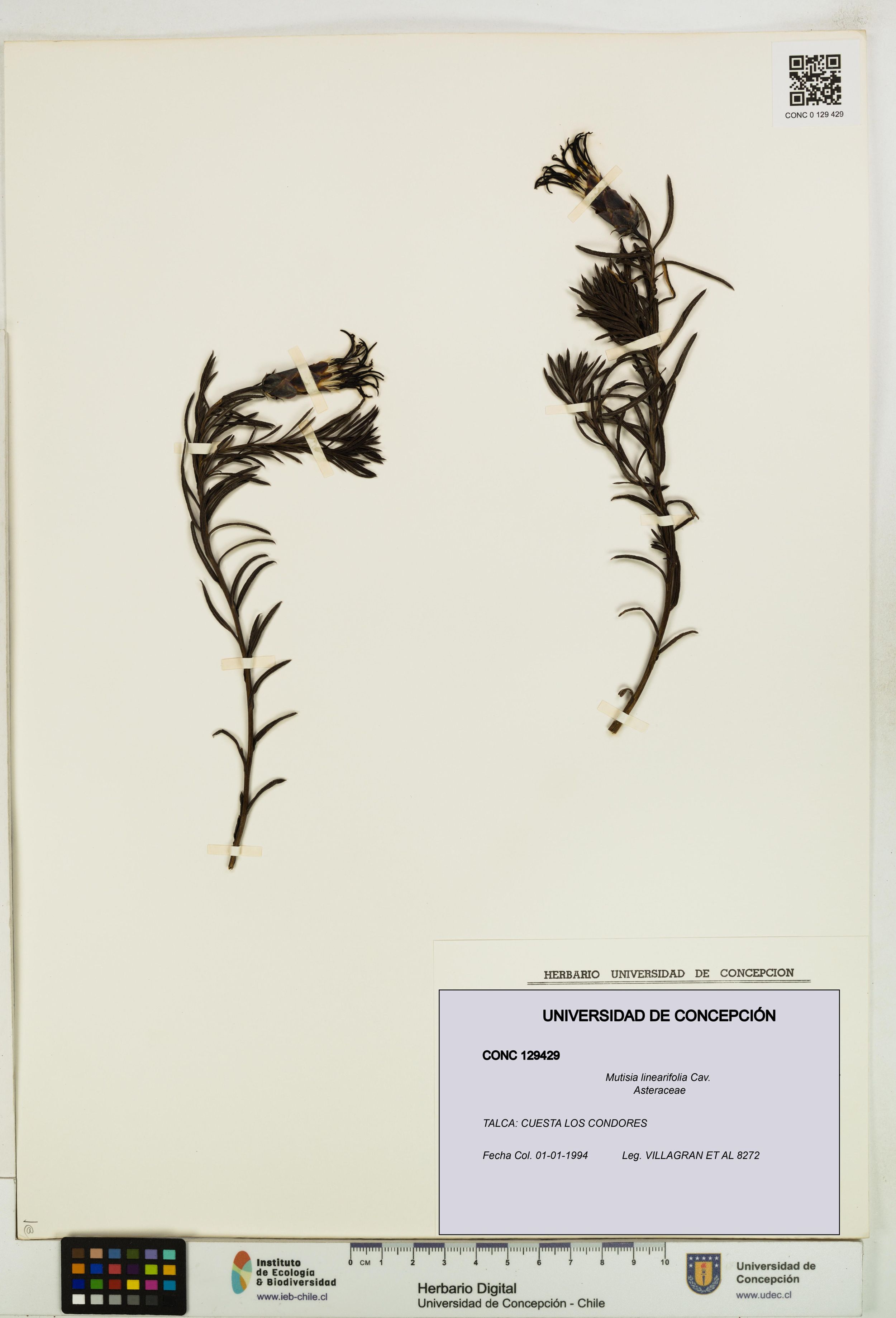 Mutisia linearifolia [Espécimen: ]