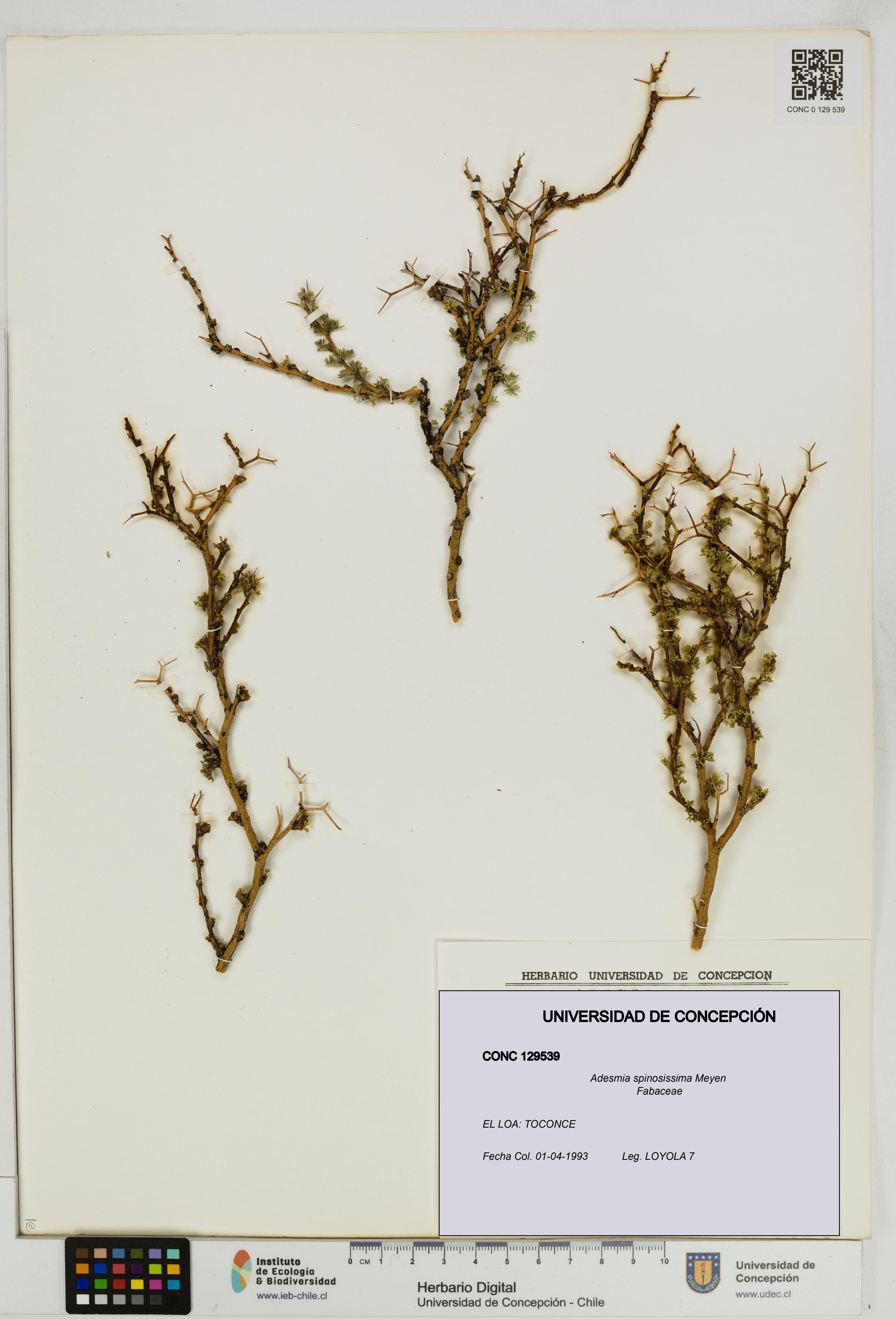 Adesmia spinosissima [Espécimen: ]
