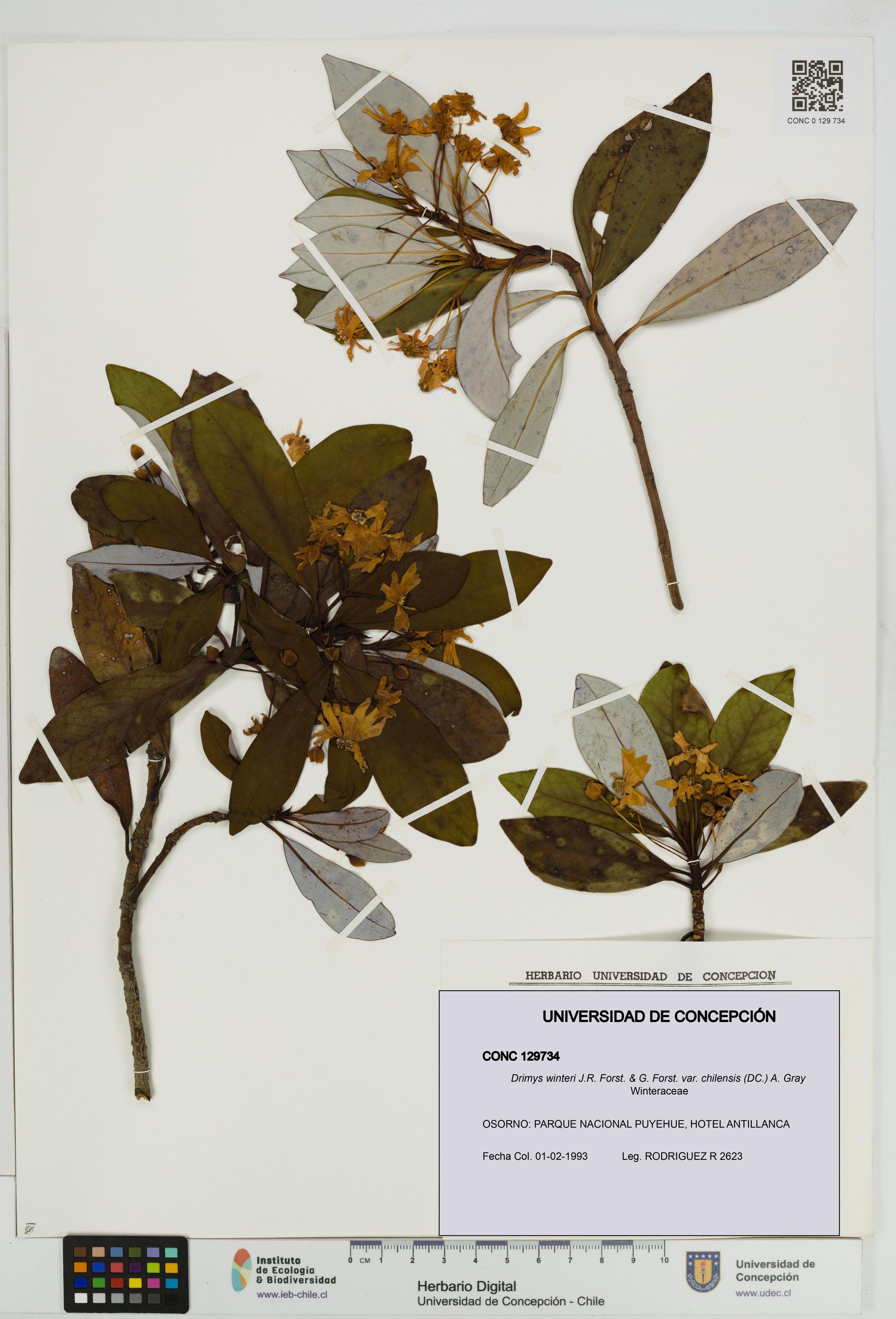 Drimys winteri var. chilensis [Espécimen: ]