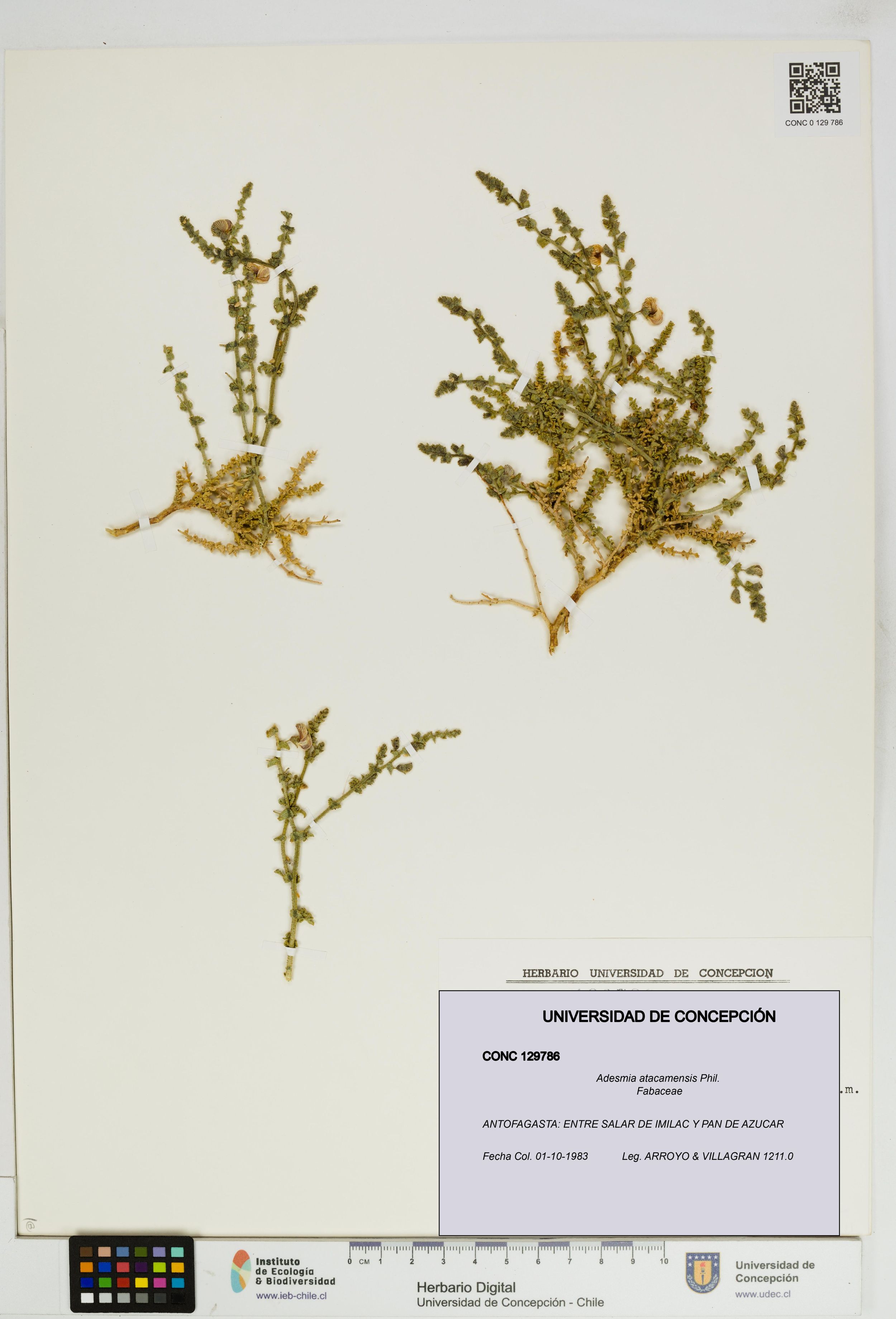 Adesmia atacamensis [Espécimen: ]