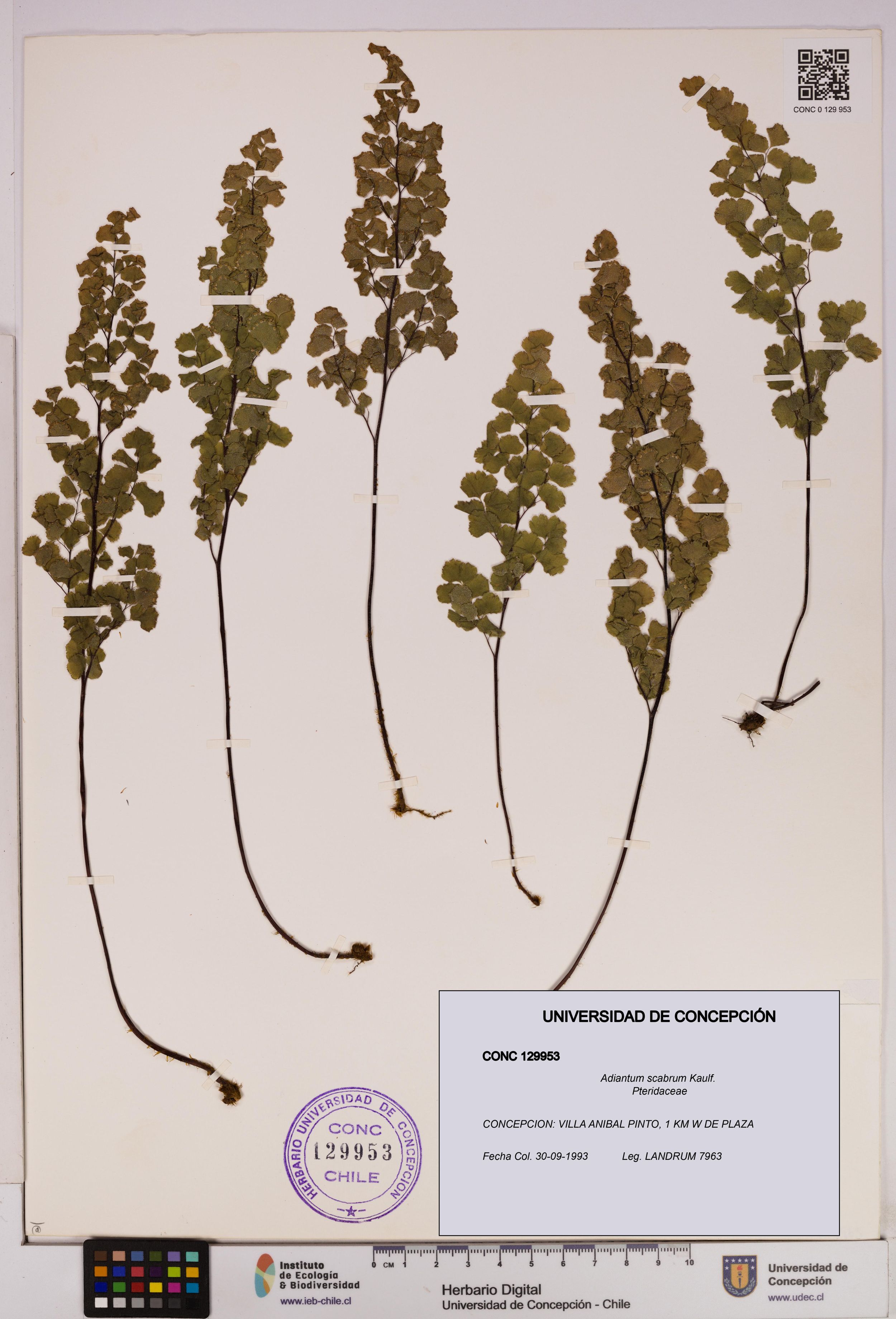 Adiantum scabrum [Espécimen: ]