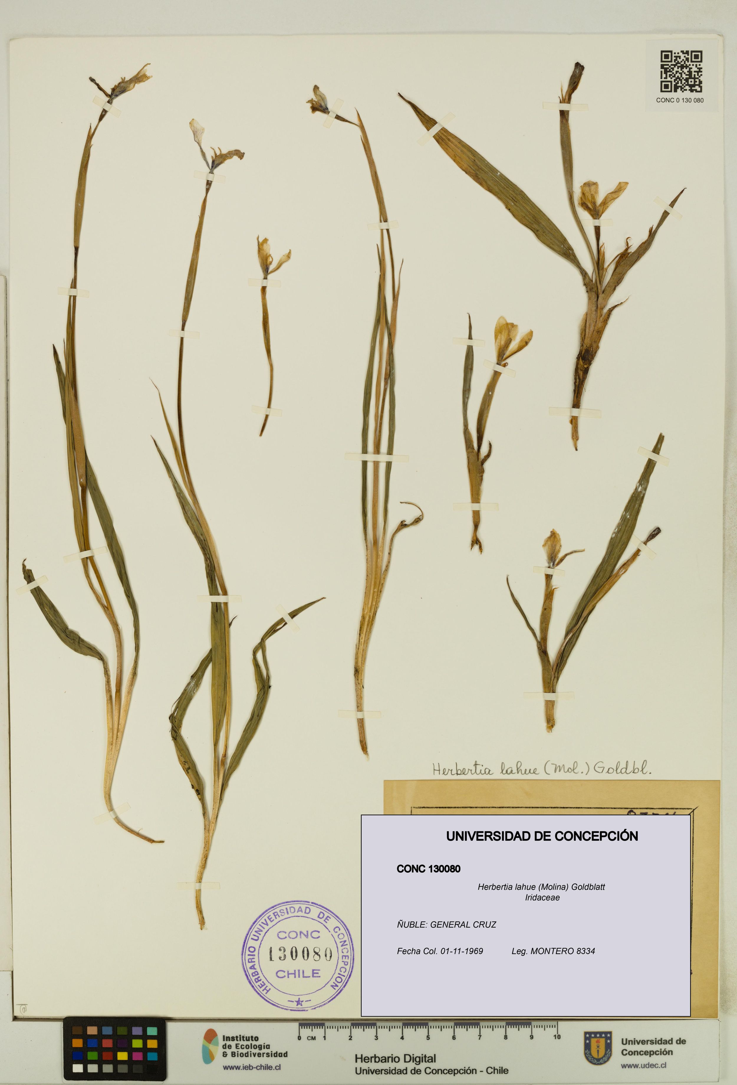 Herbertia lahue [Espécimen: ]