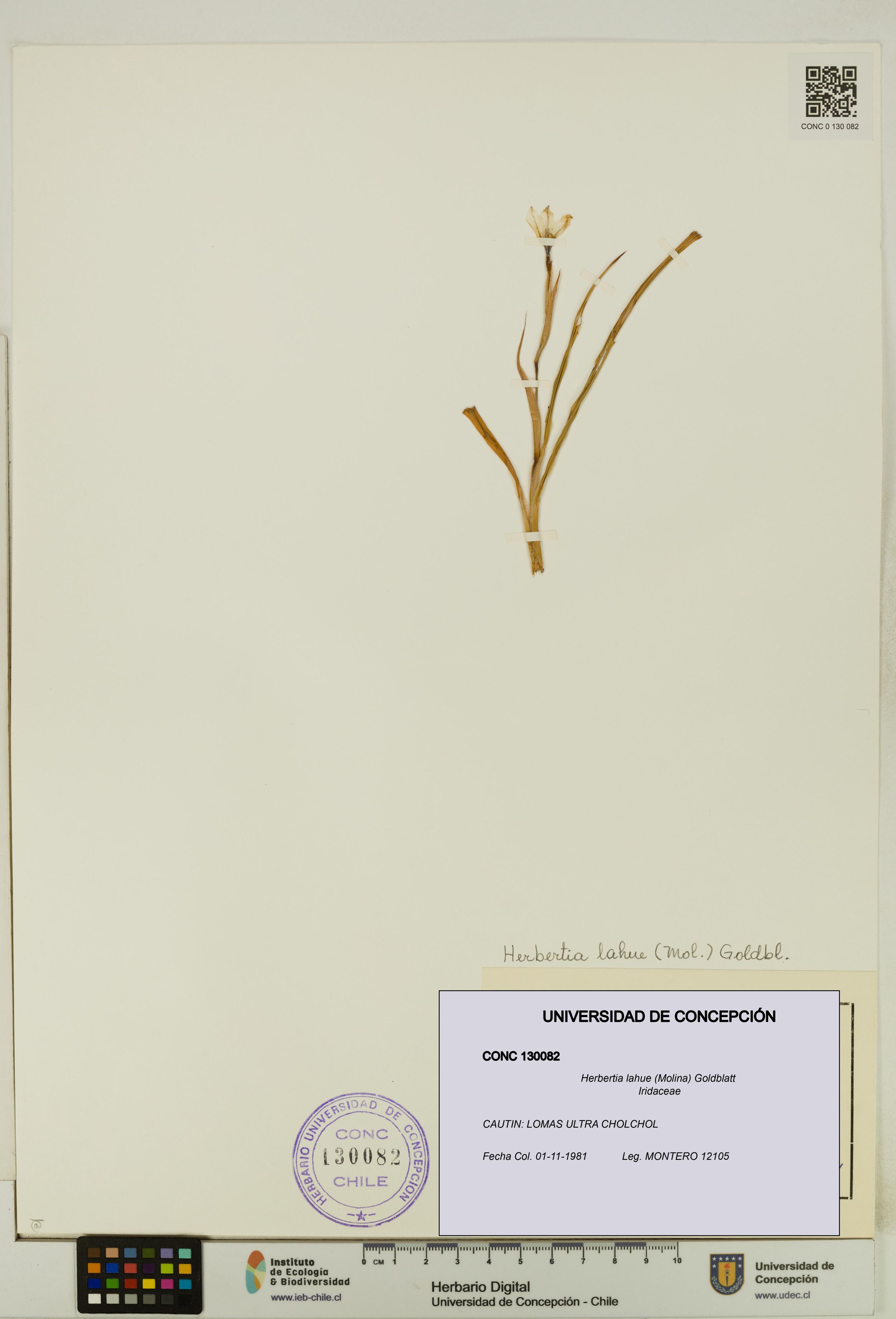 Herbertia lahue [Espécimen: ]