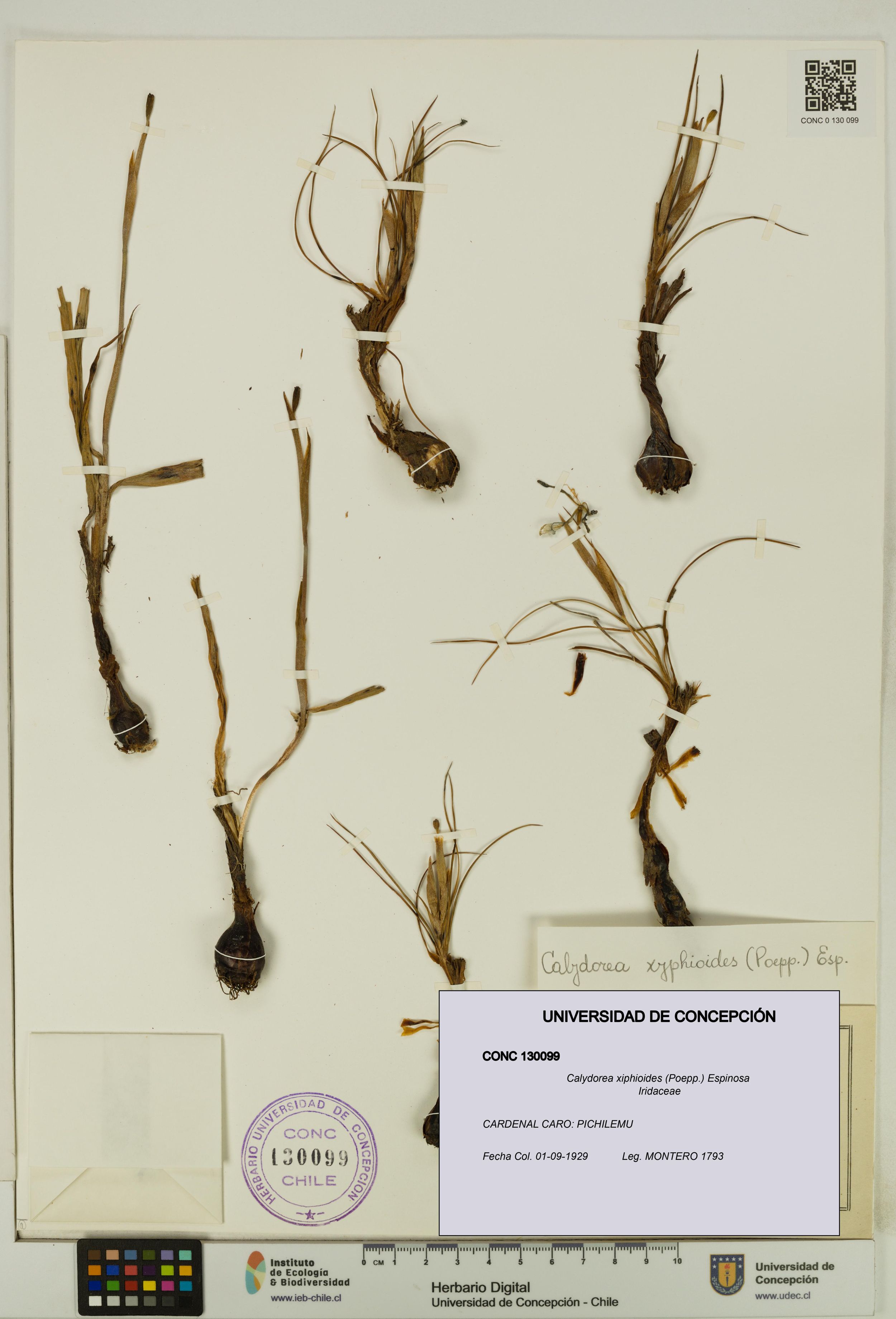 Calydorea xiphioides [Espécimen: ]