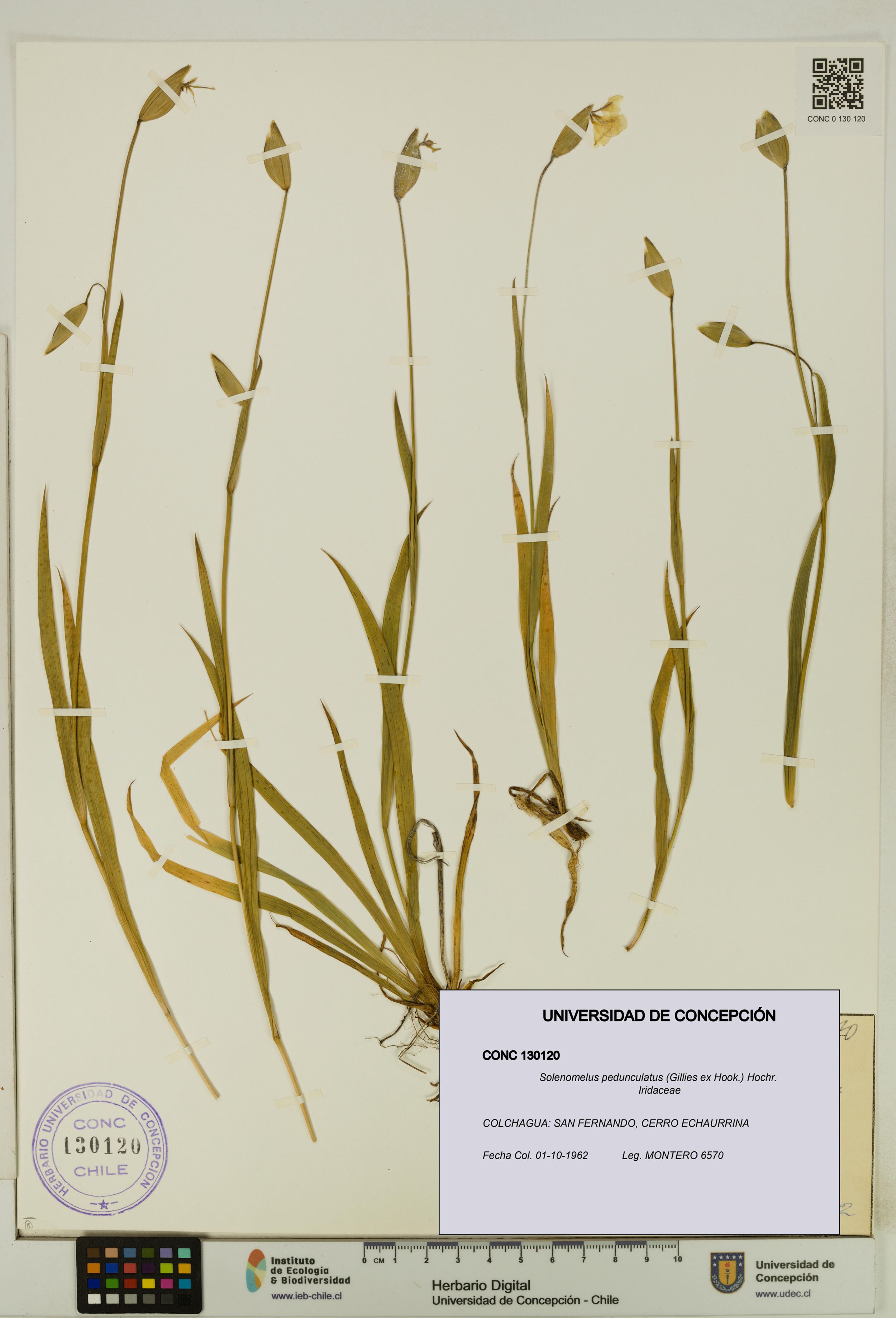 Solenomelus pedunculatus [Espécimen: ]