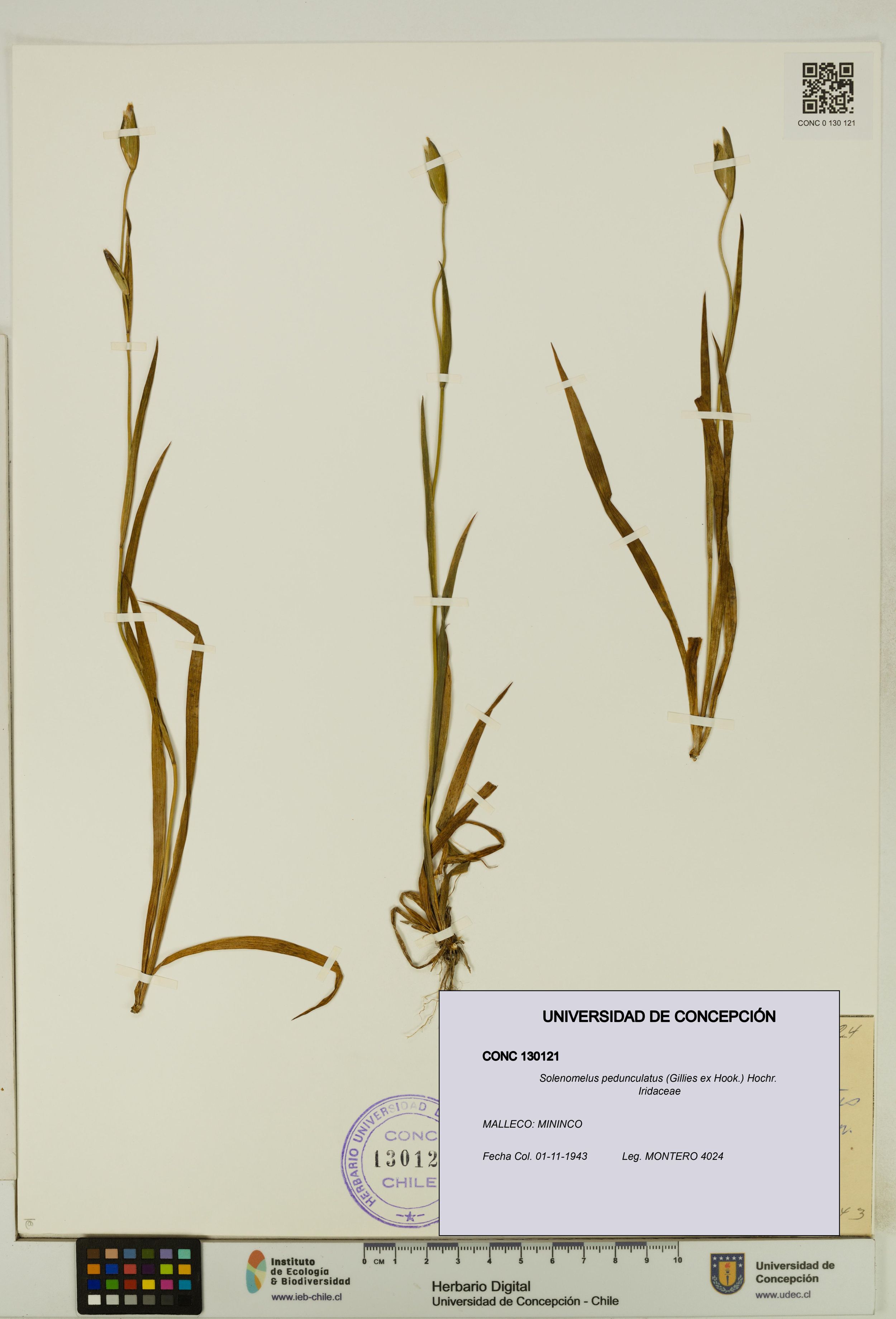 Solenomelus pedunculatus [Espécimen: ]