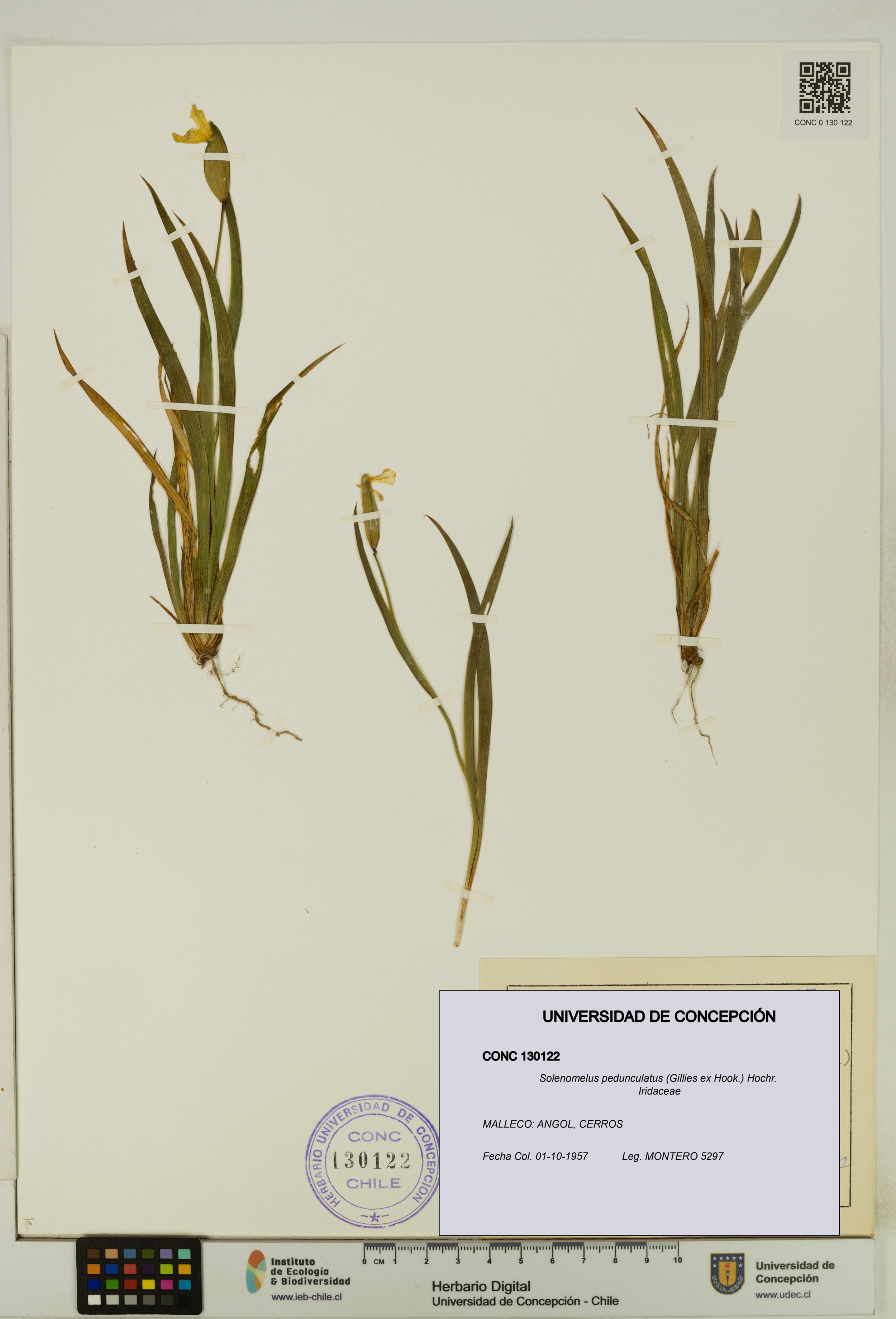 Solenomelus pedunculatus [Espécimen: ]