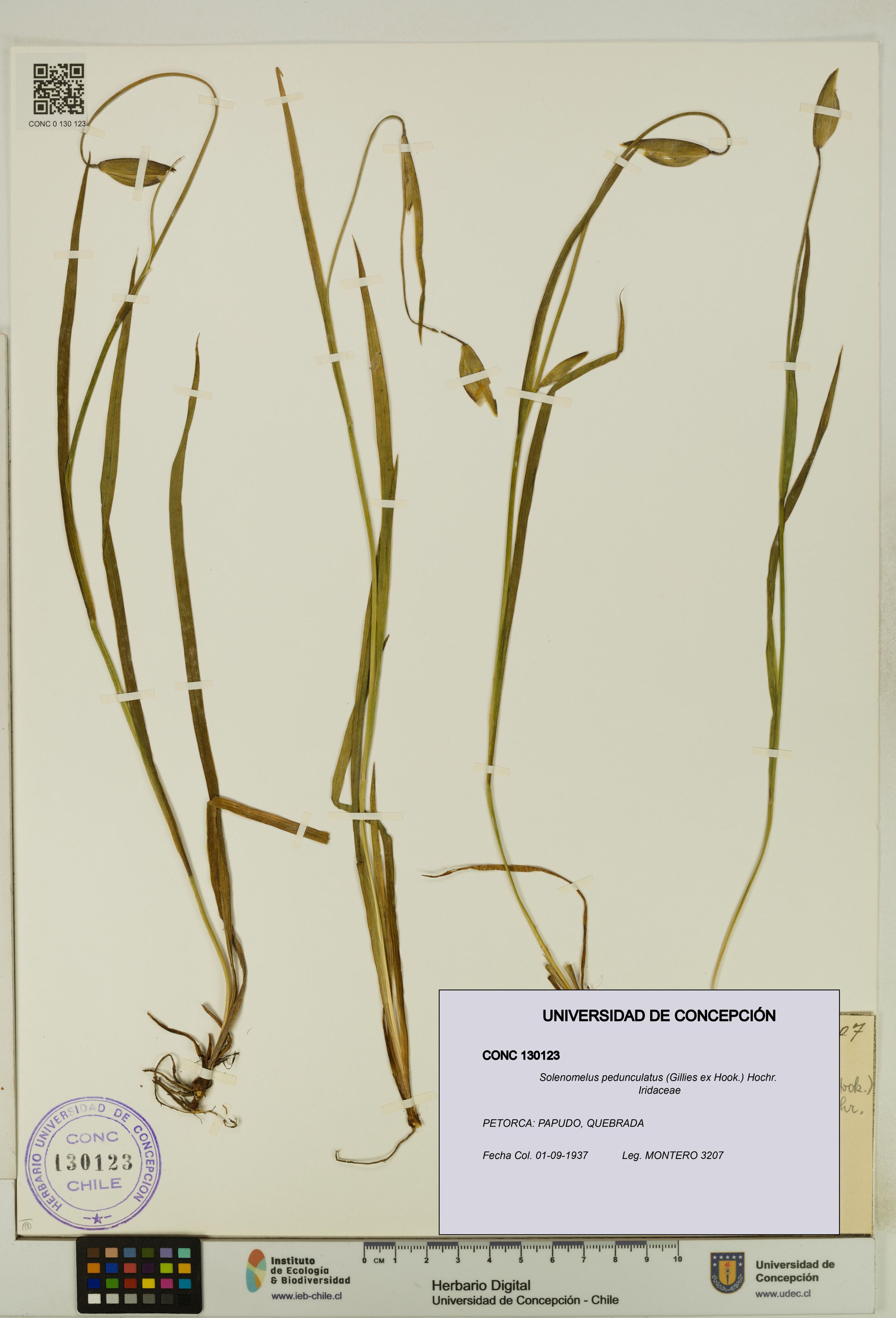 Solenomelus pedunculatus [Espécimen: ]