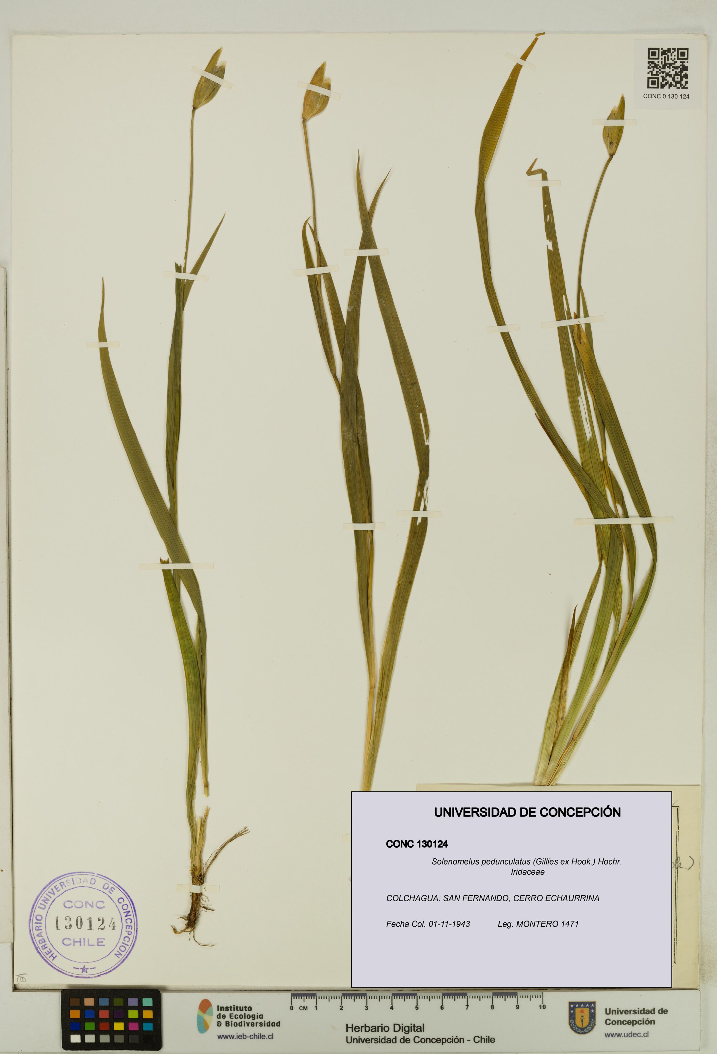 Solenomelus pedunculatus [Espécimen: ]