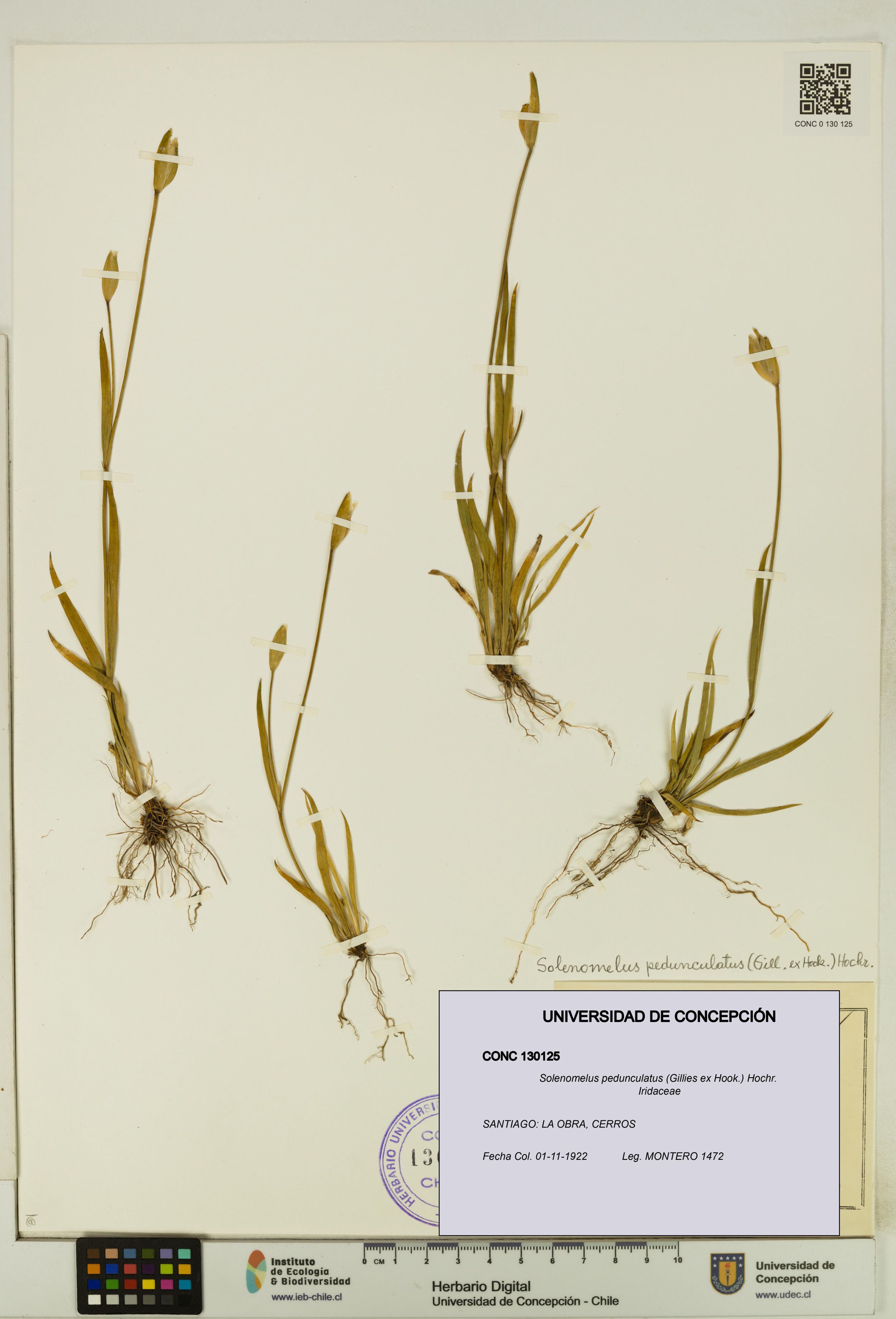 Solenomelus pedunculatus [Espécimen: ]