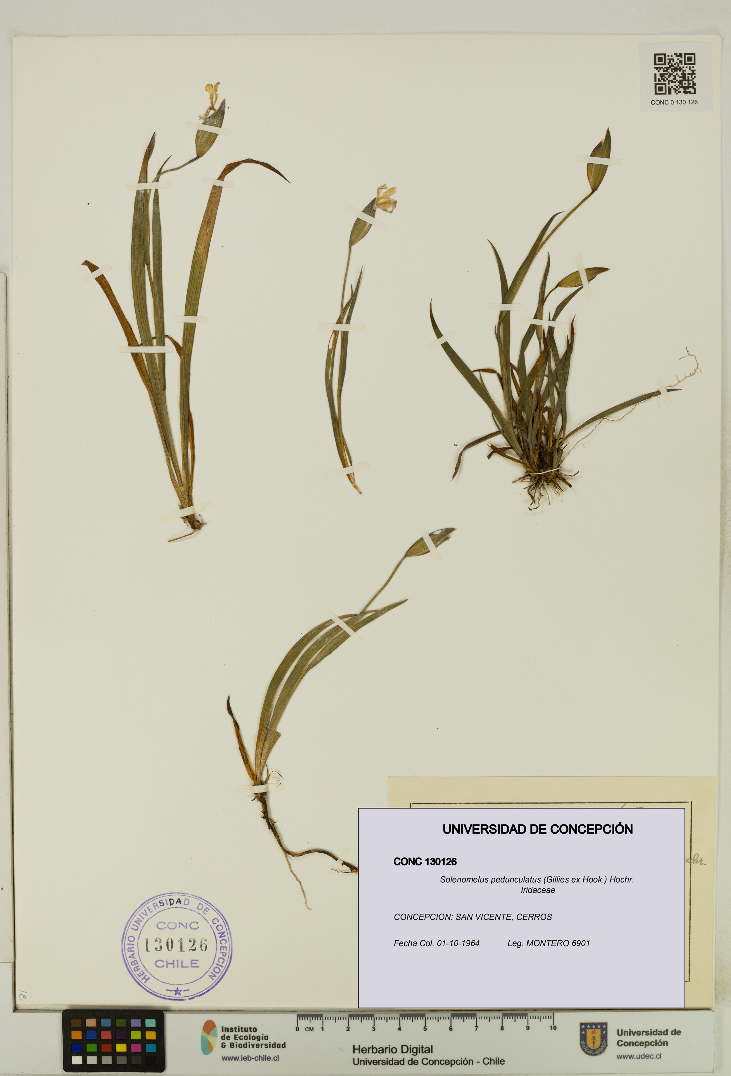 Solenomelus pedunculatus [Espécimen: ]