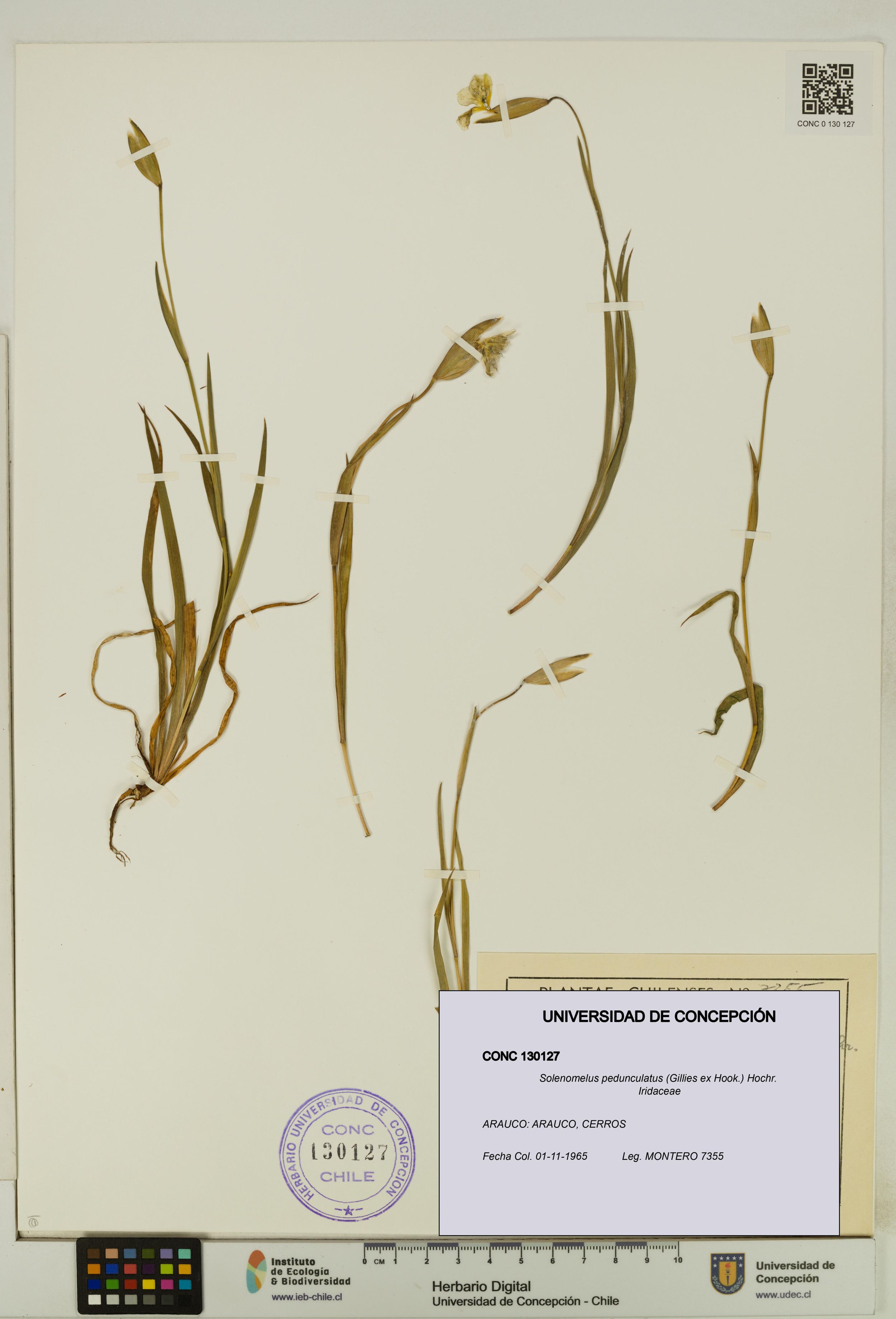 Solenomelus pedunculatus [Espécimen: ]