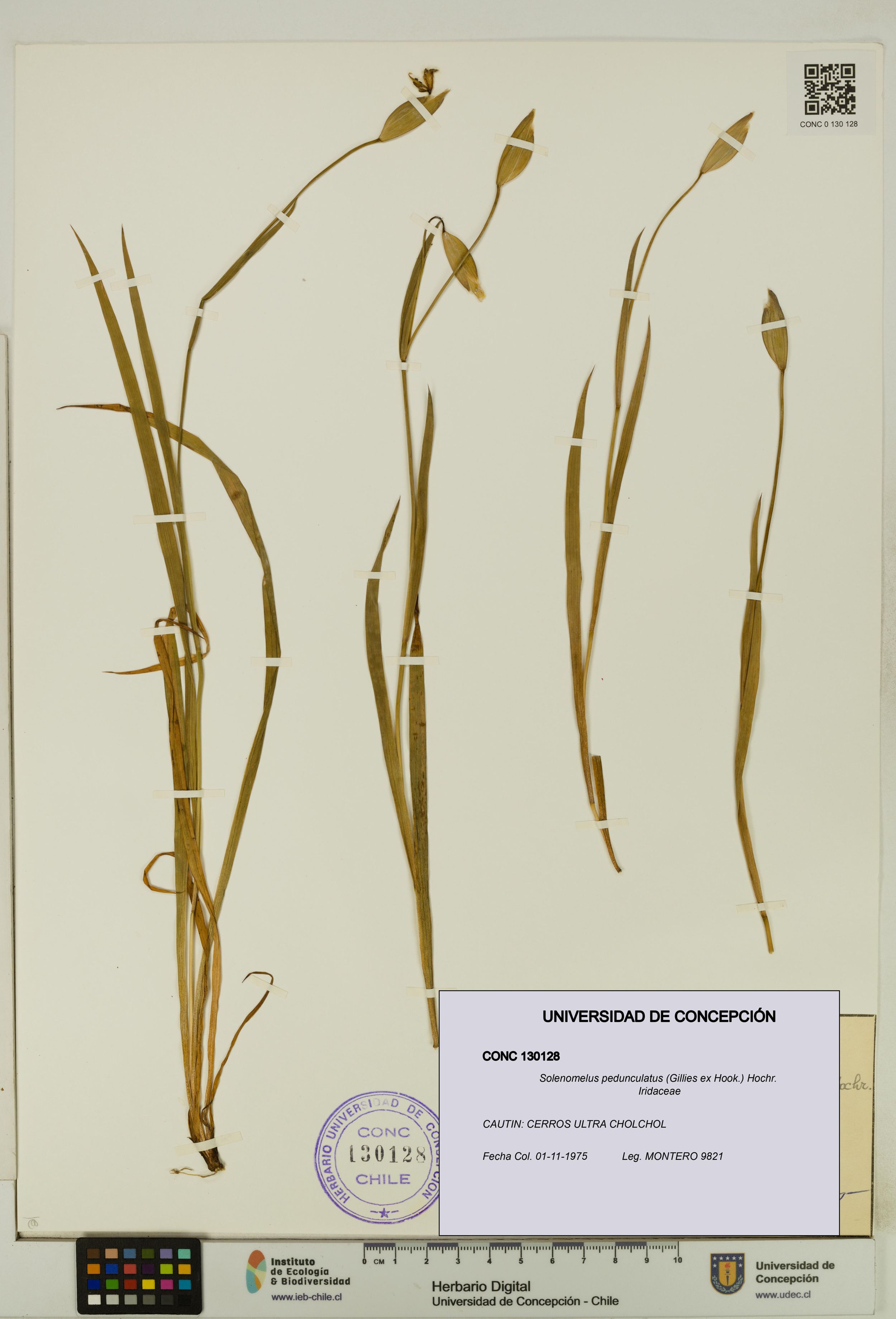 Solenomelus pedunculatus [Espécimen: ]