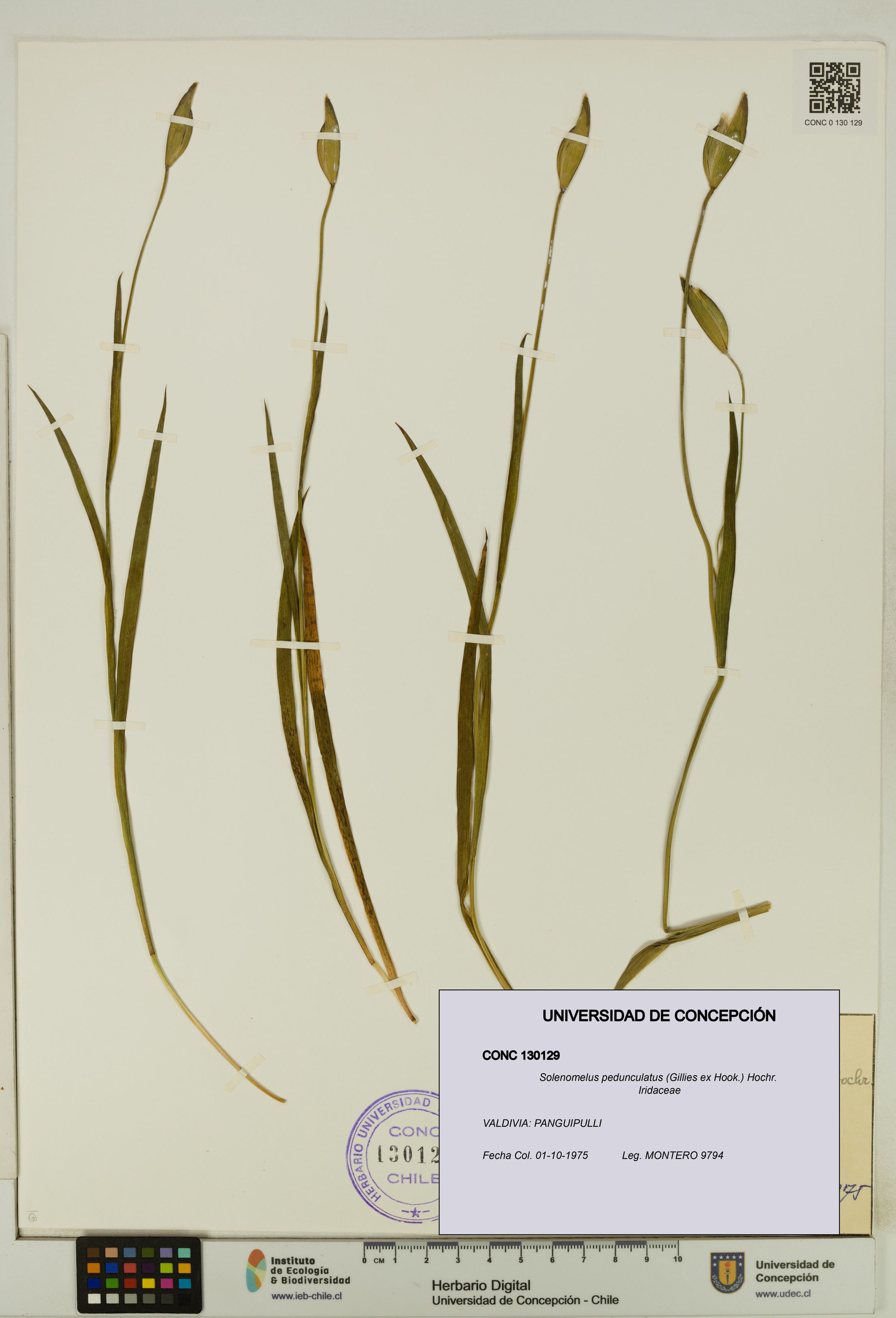 Solenomelus pedunculatus [Espécimen: ]