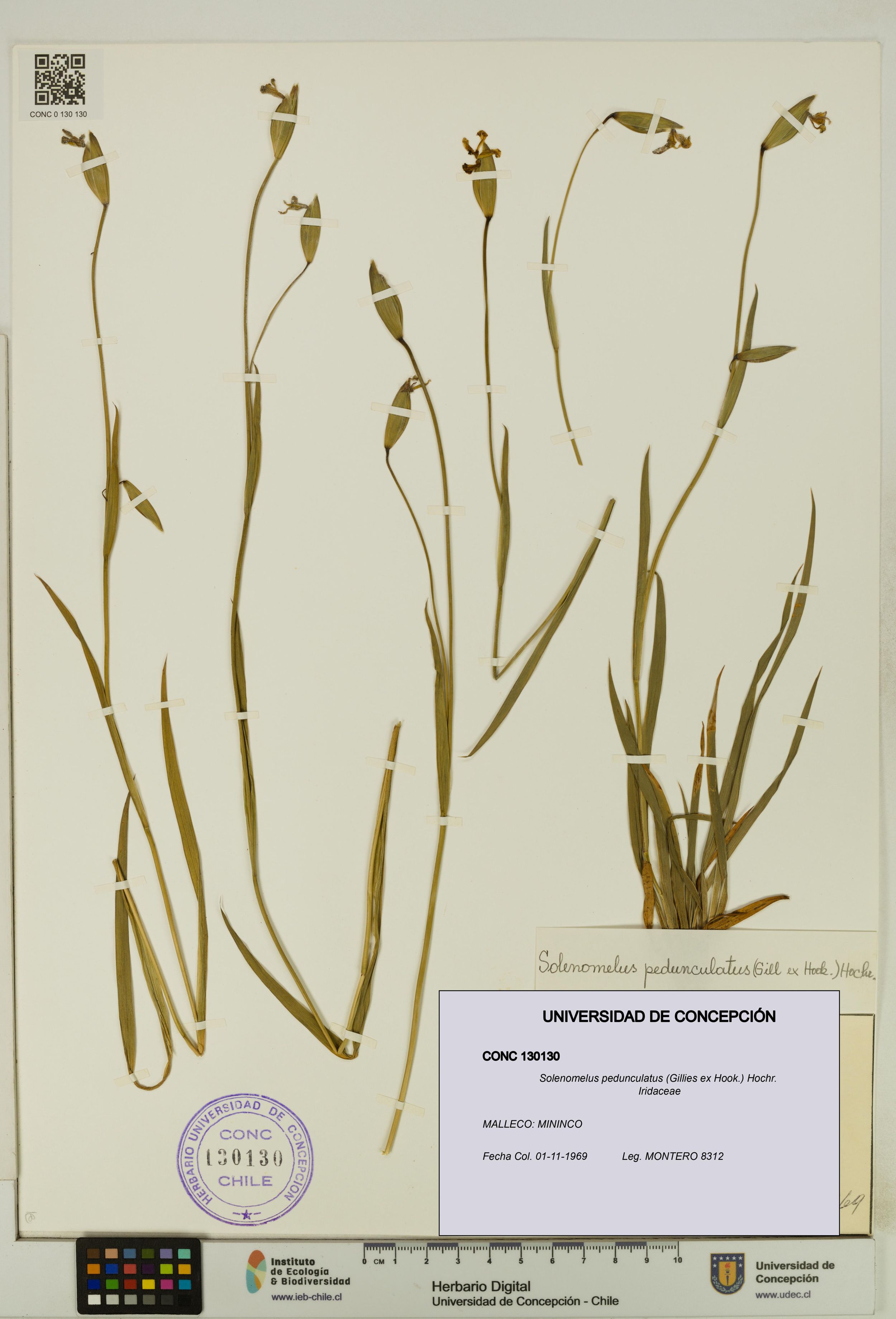 Solenomelus pedunculatus [Espécimen: ]