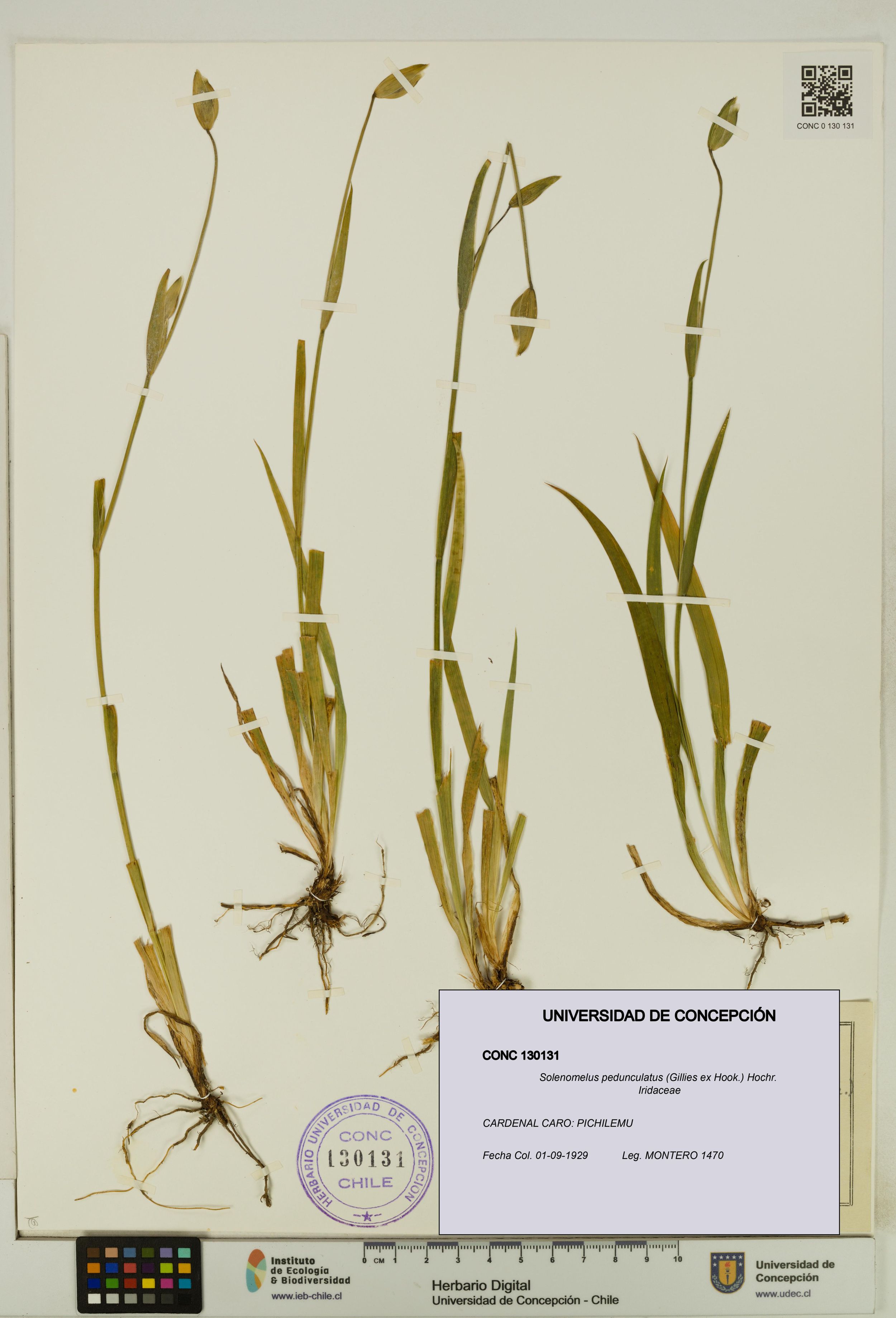 Solenomelus pedunculatus [Espécimen: ]