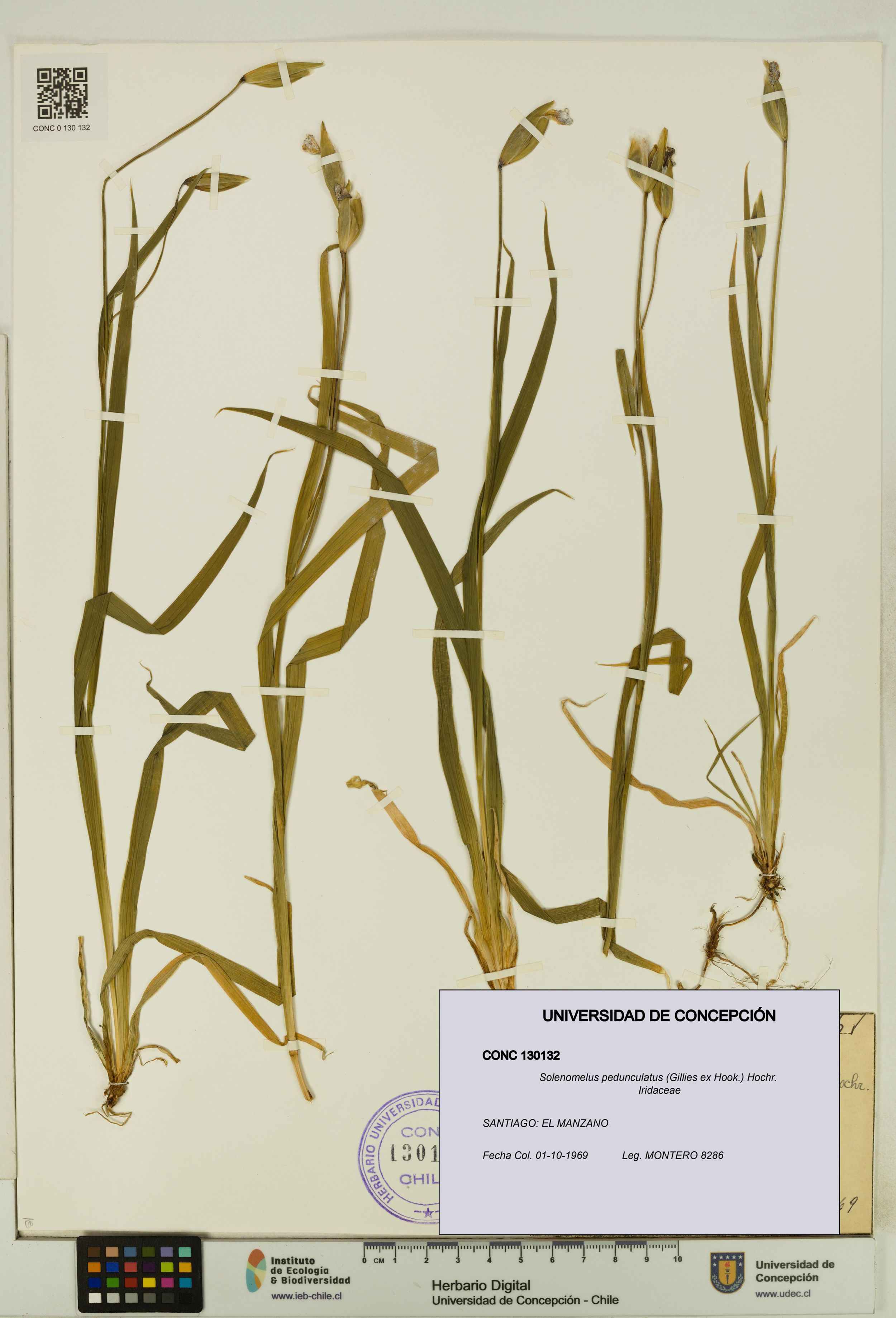 Solenomelus pedunculatus [Espécimen: ]