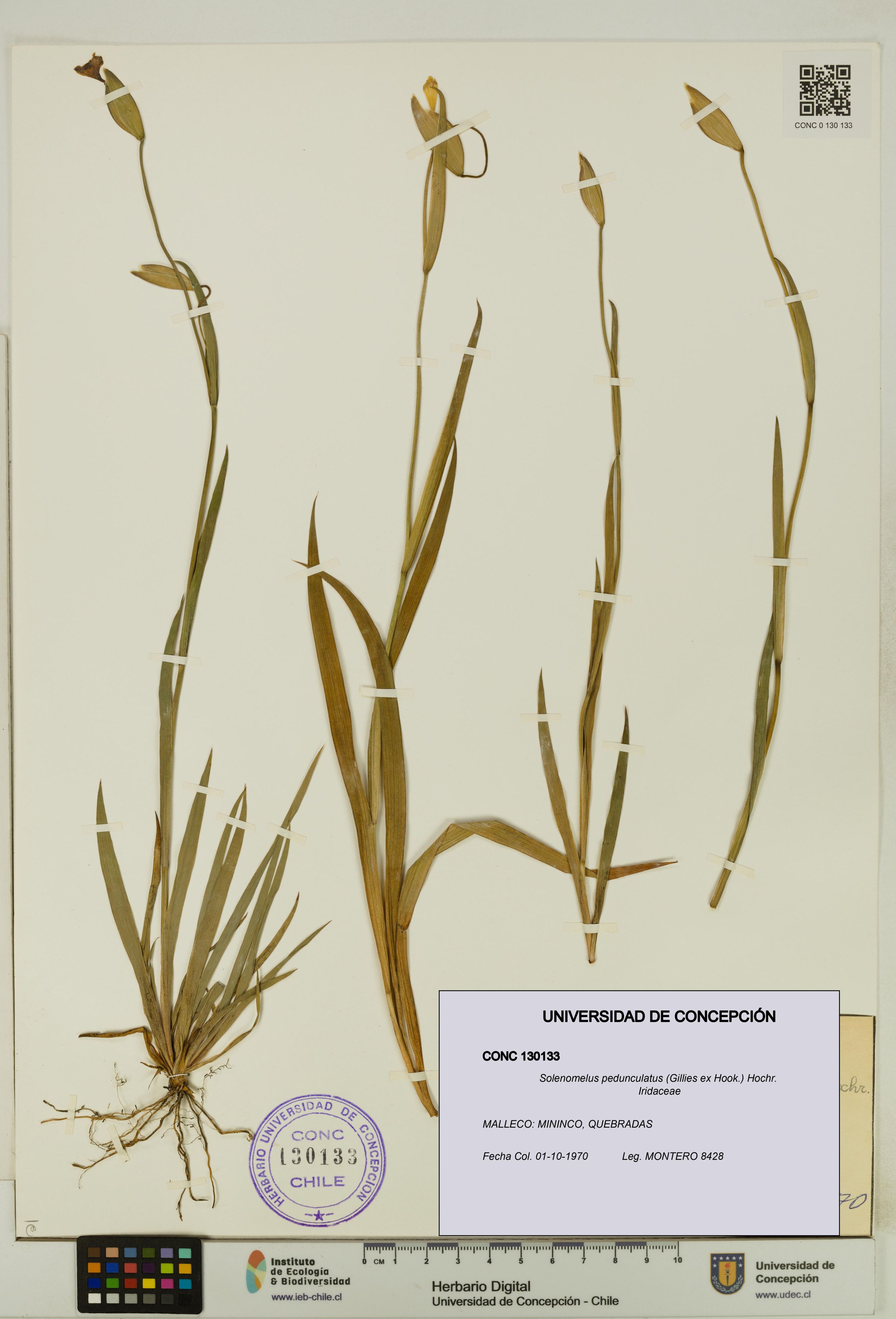 Solenomelus pedunculatus [Espécimen: ]