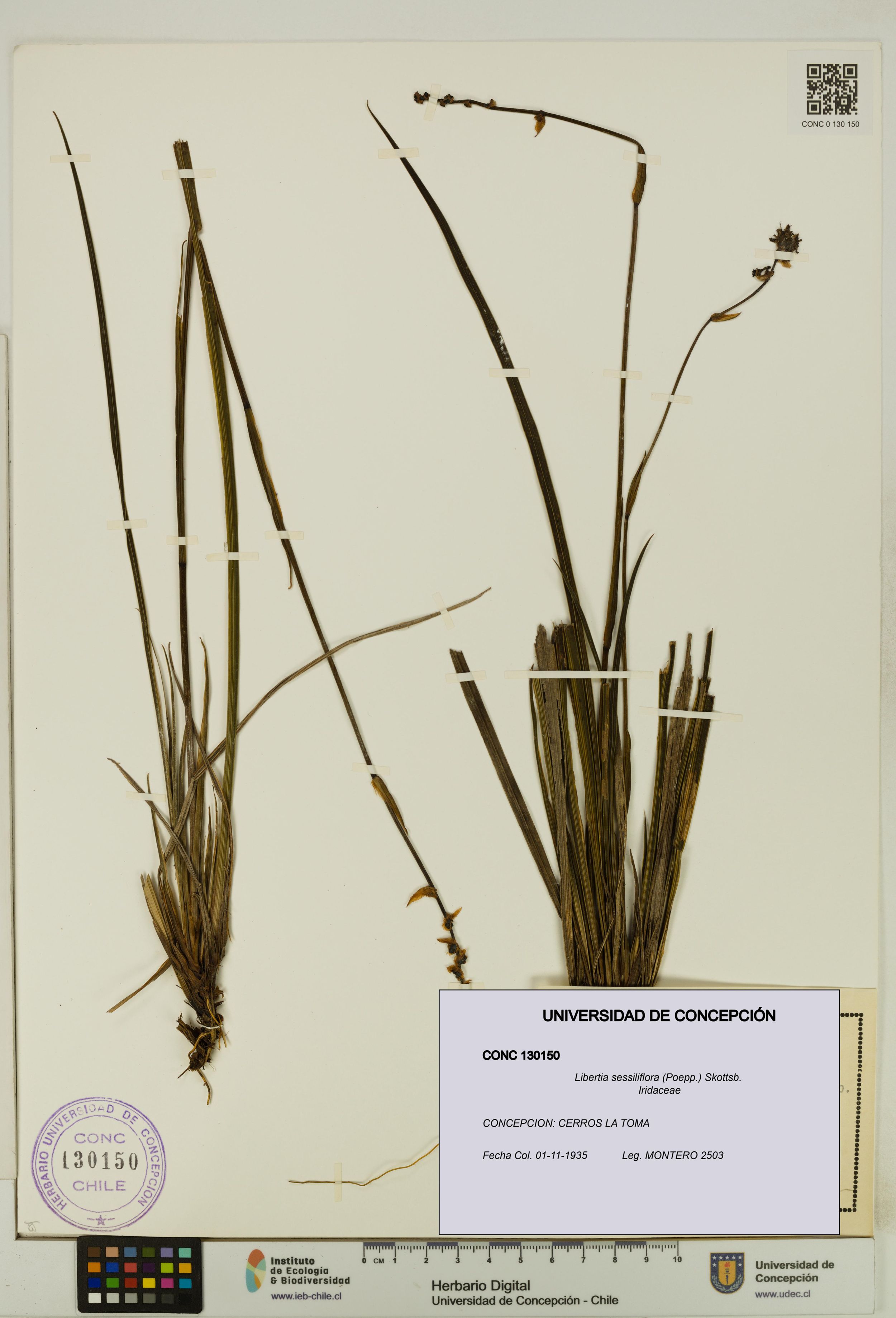 Libertia sessiliflora [Espécimen: ]
