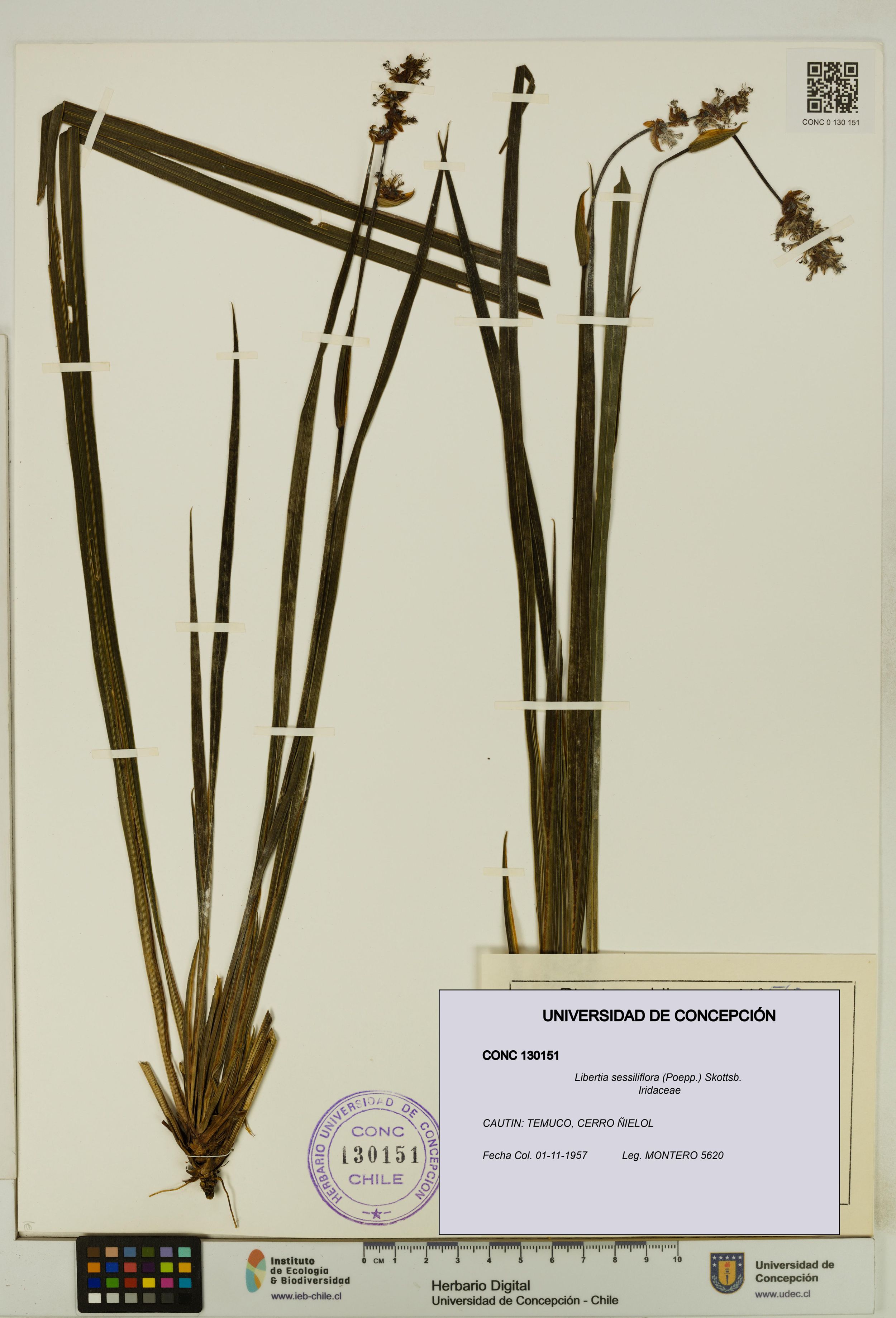 Libertia sessiliflora [Espécimen: ]