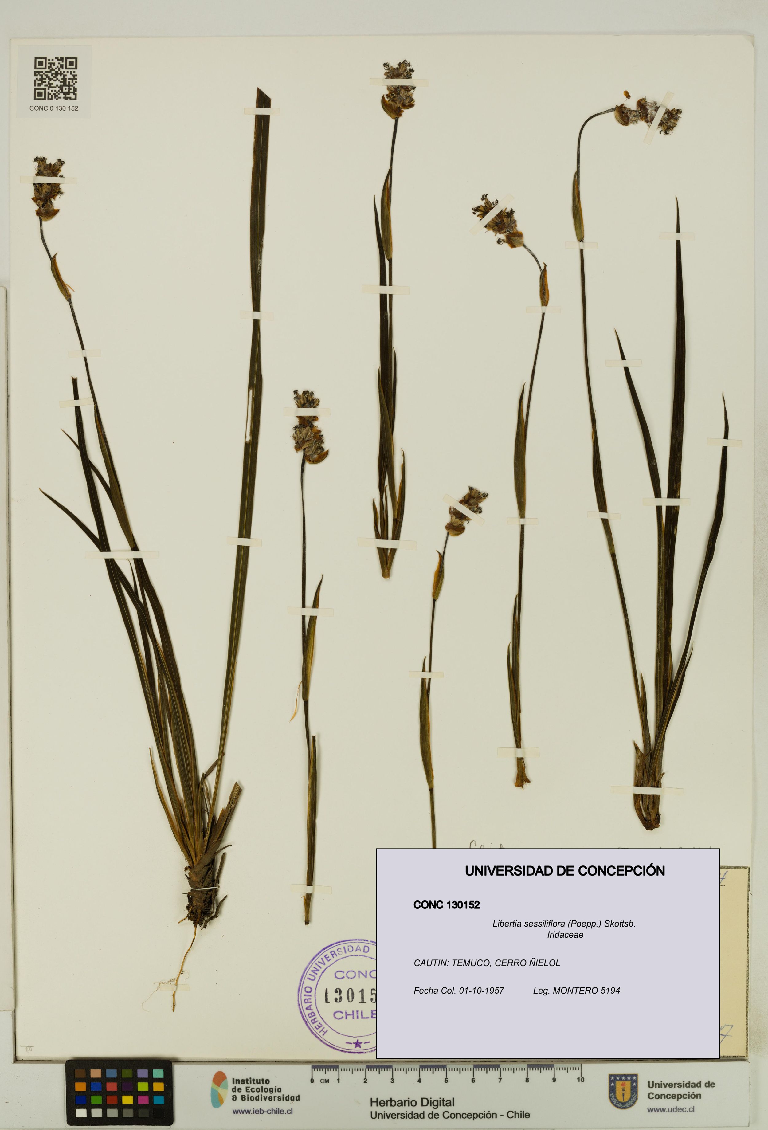 Libertia sessiliflora [Espécimen: ]