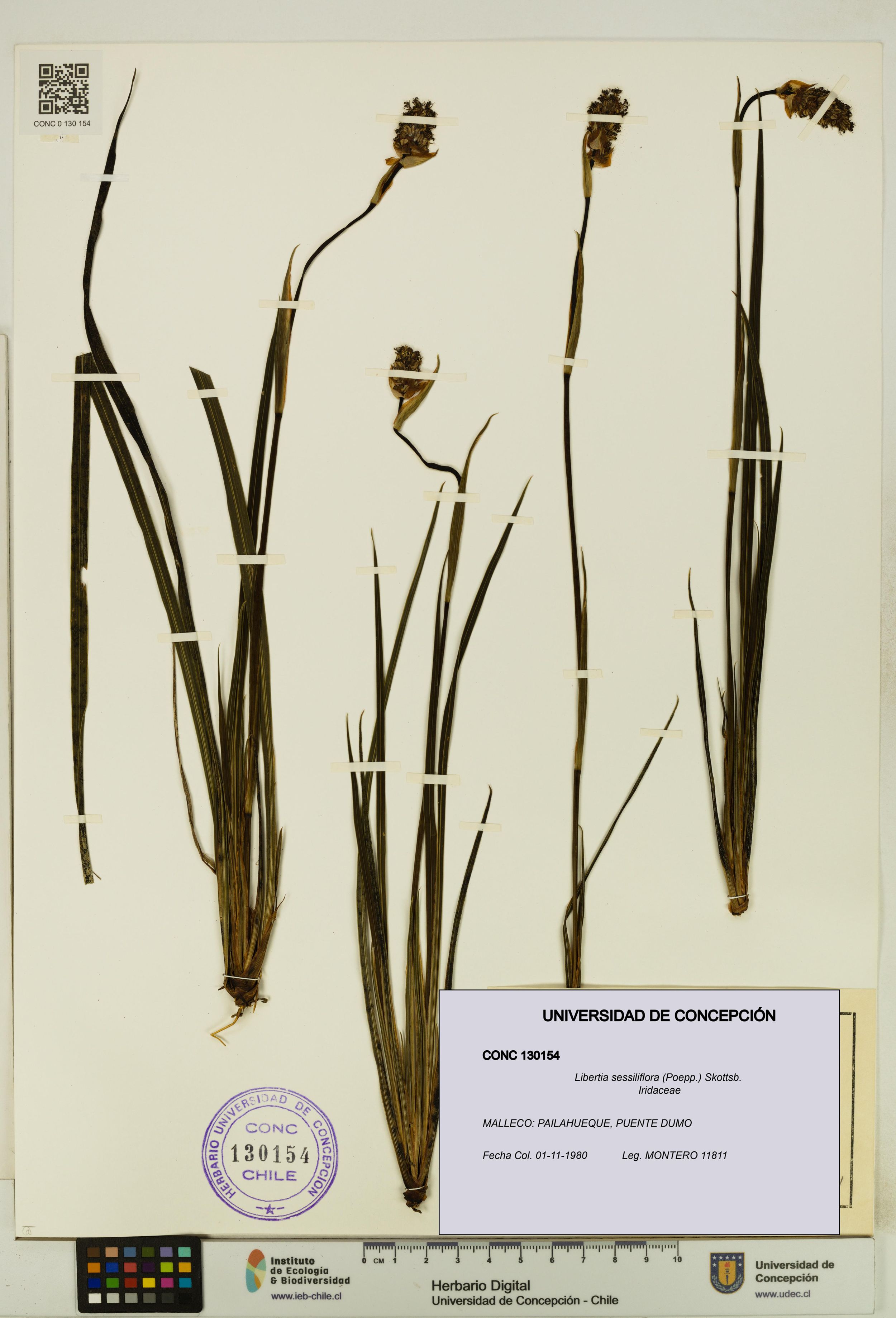 Libertia sessiliflora [Espécimen: ]