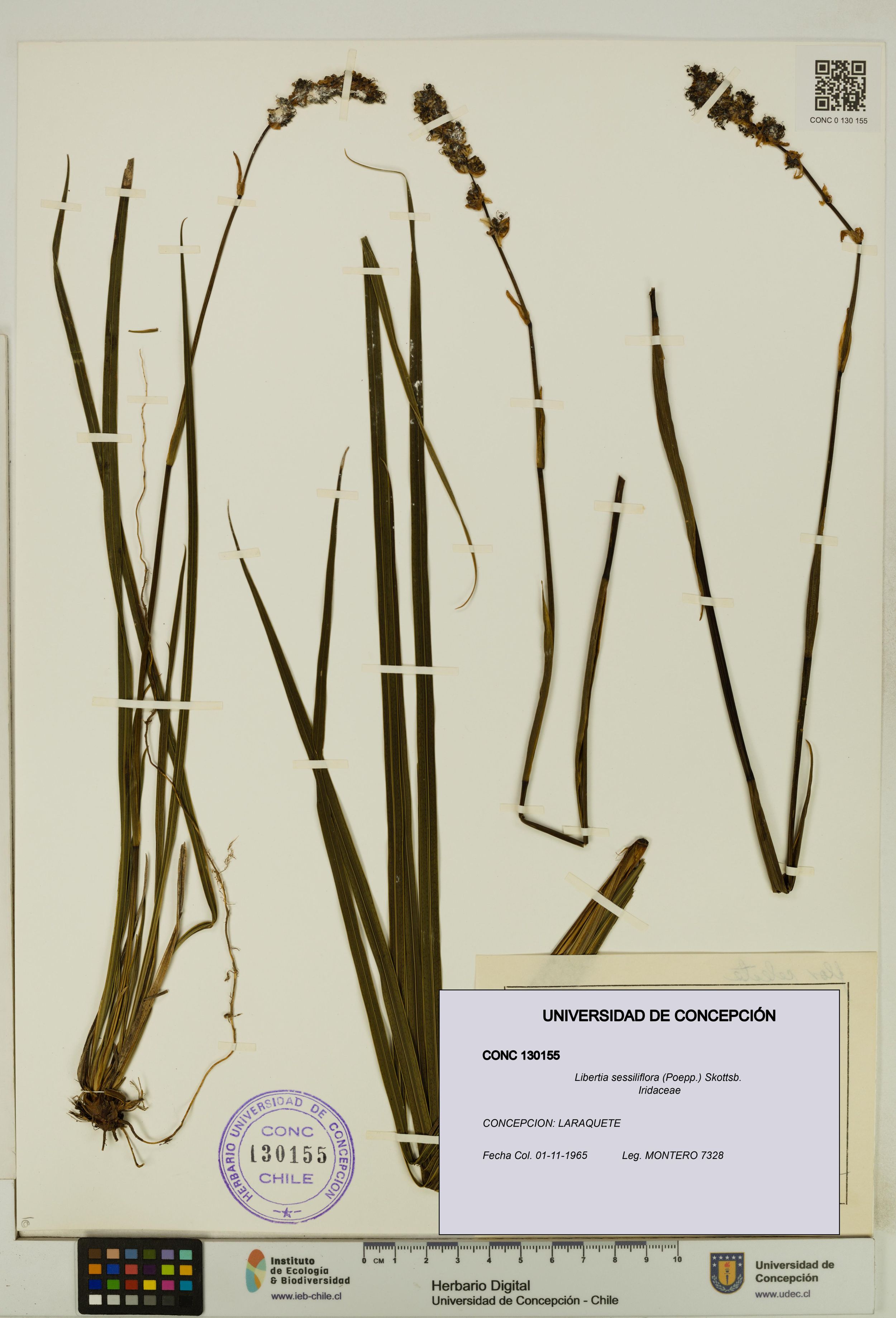Libertia sessiliflora [Espécimen: ]