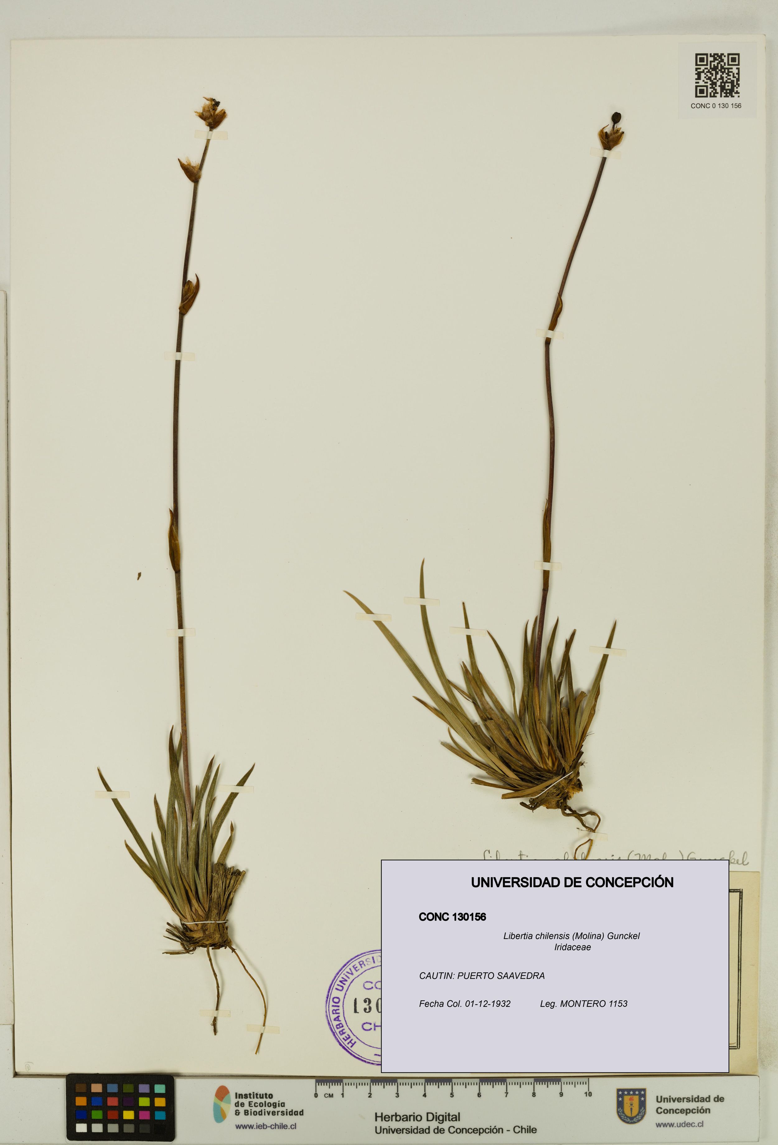 Libertia chilensis [Espécimen: ]