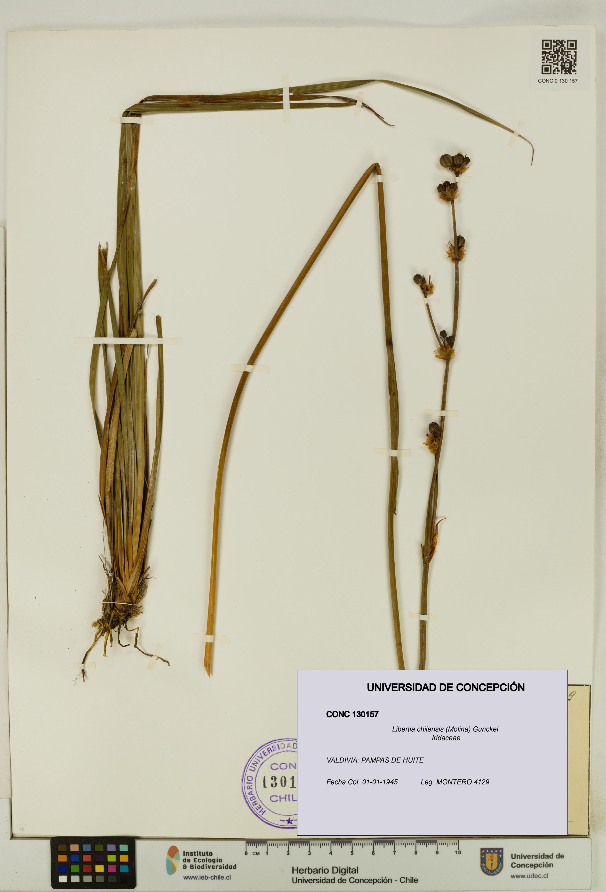 Libertia chilensis [Espécimen: ]