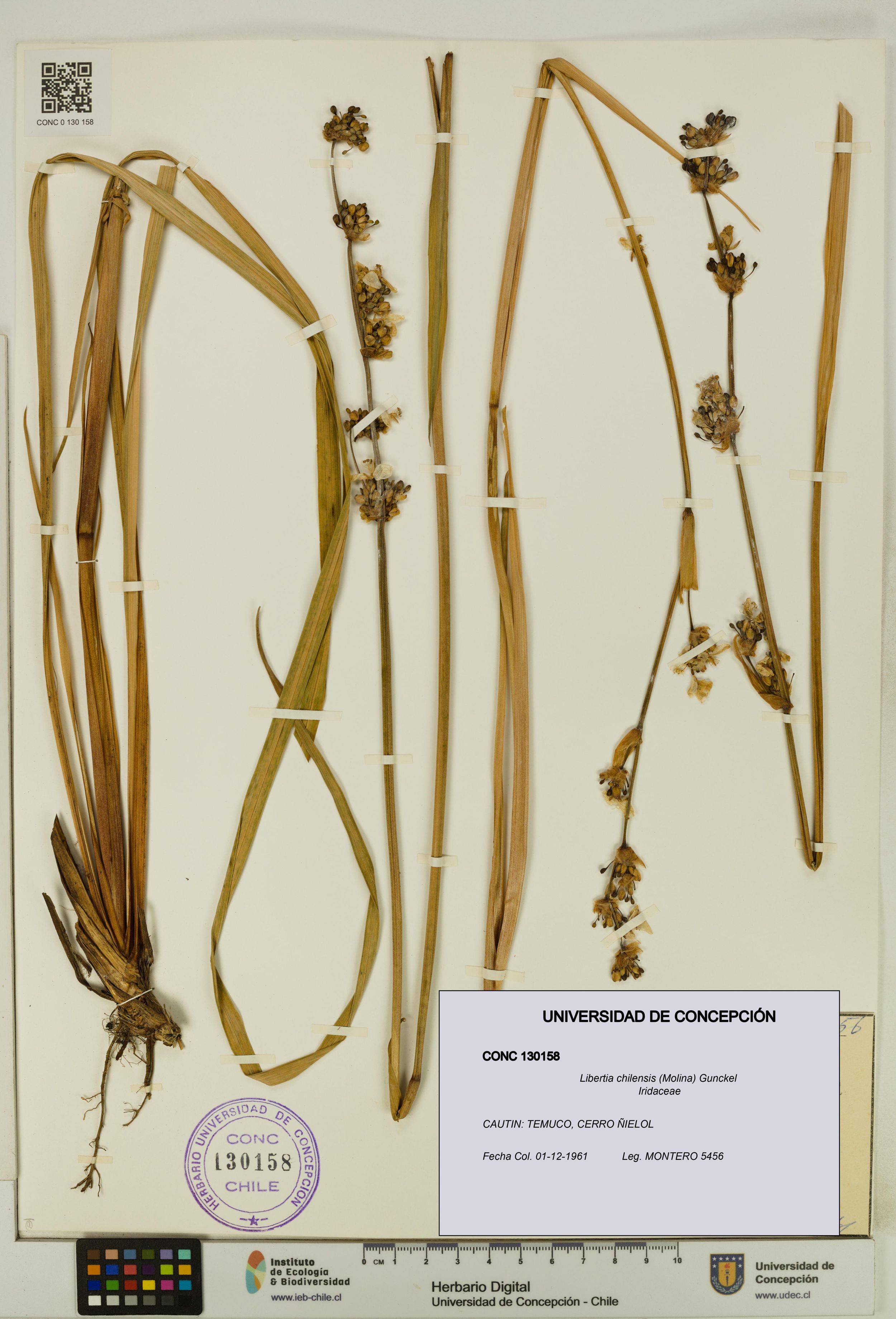 Libertia chilensis [Espécimen: ]