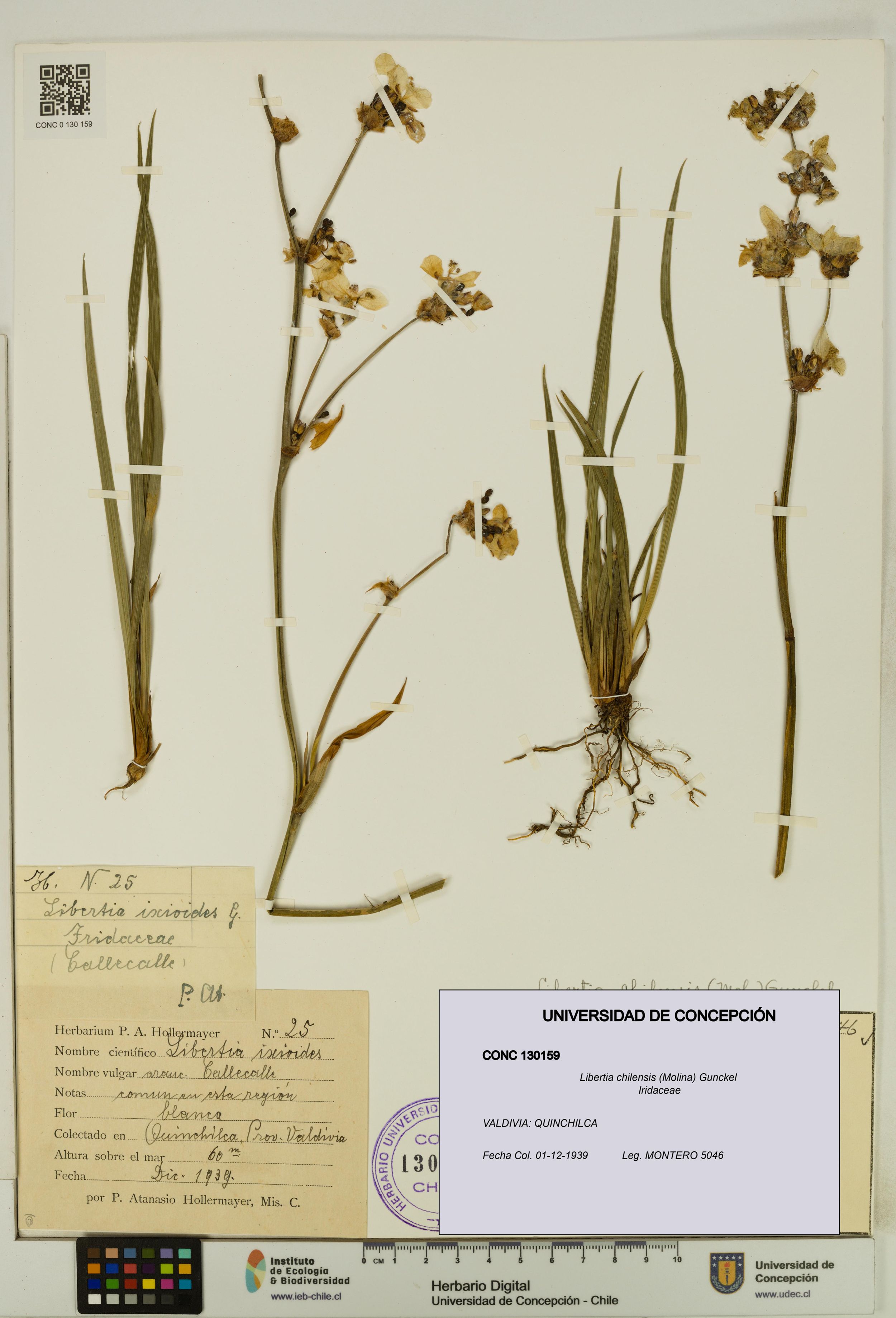Libertia chilensis [Espécimen: ]