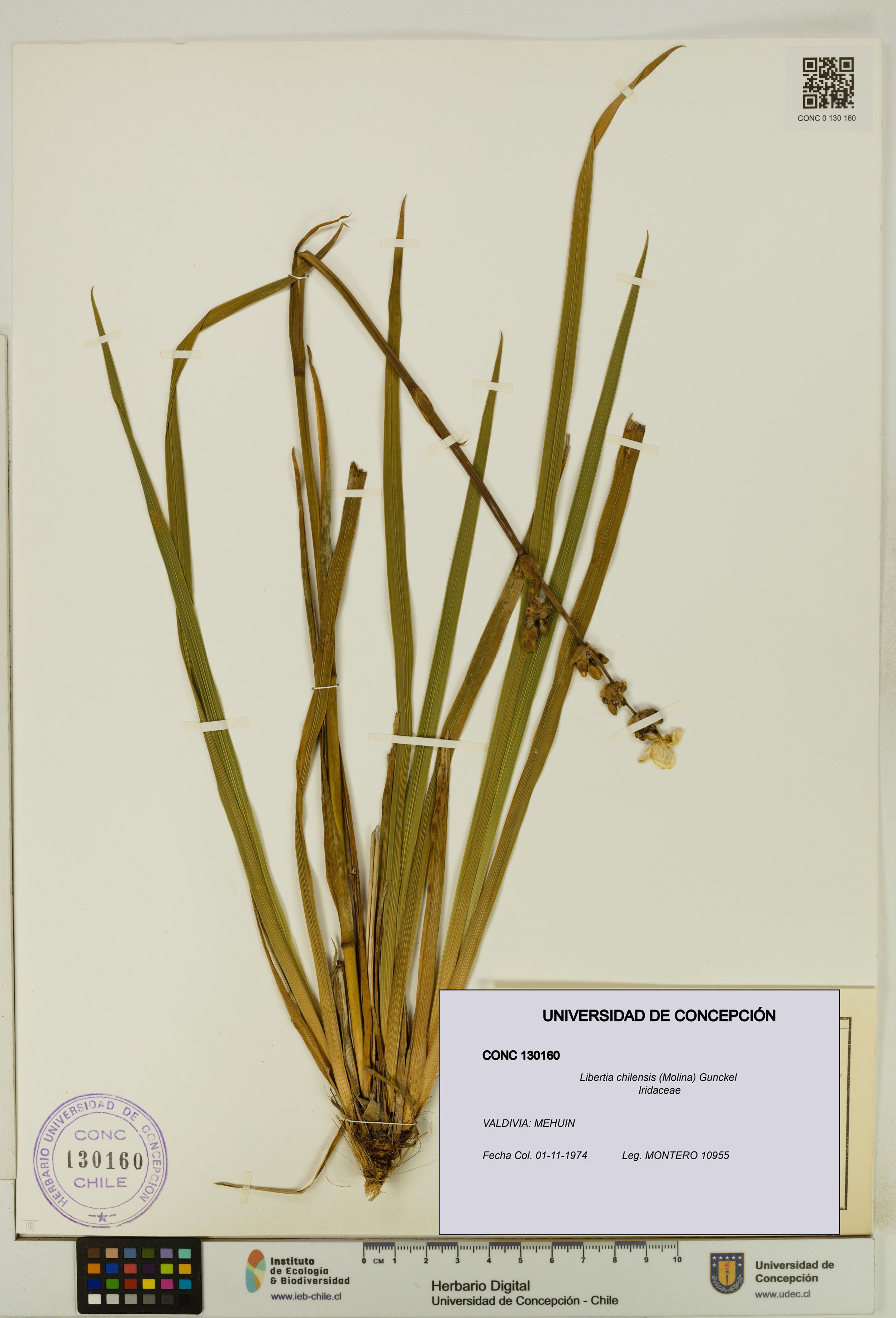 Libertia chilensis [Espécimen: ]