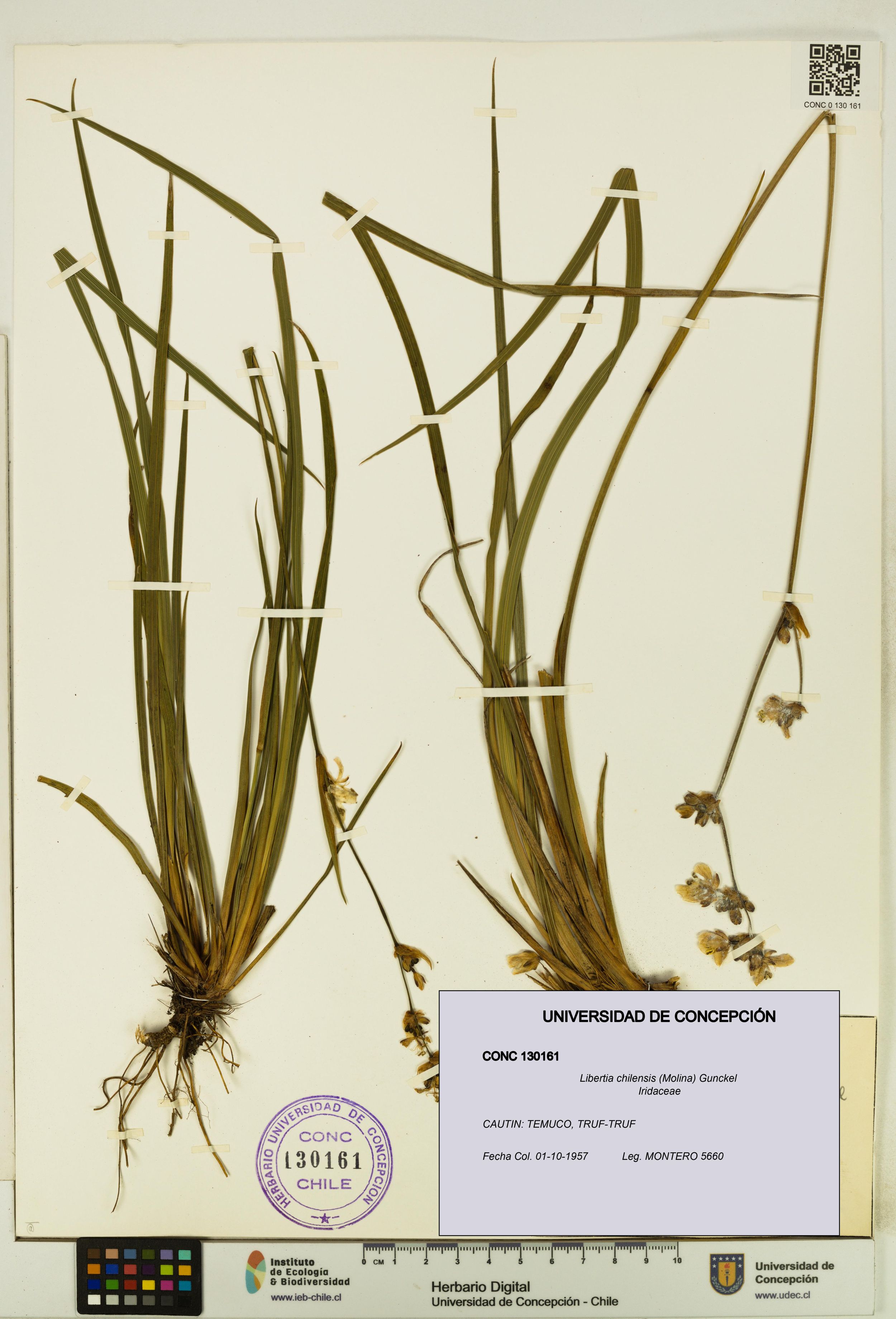 Libertia chilensis [Espécimen: ]