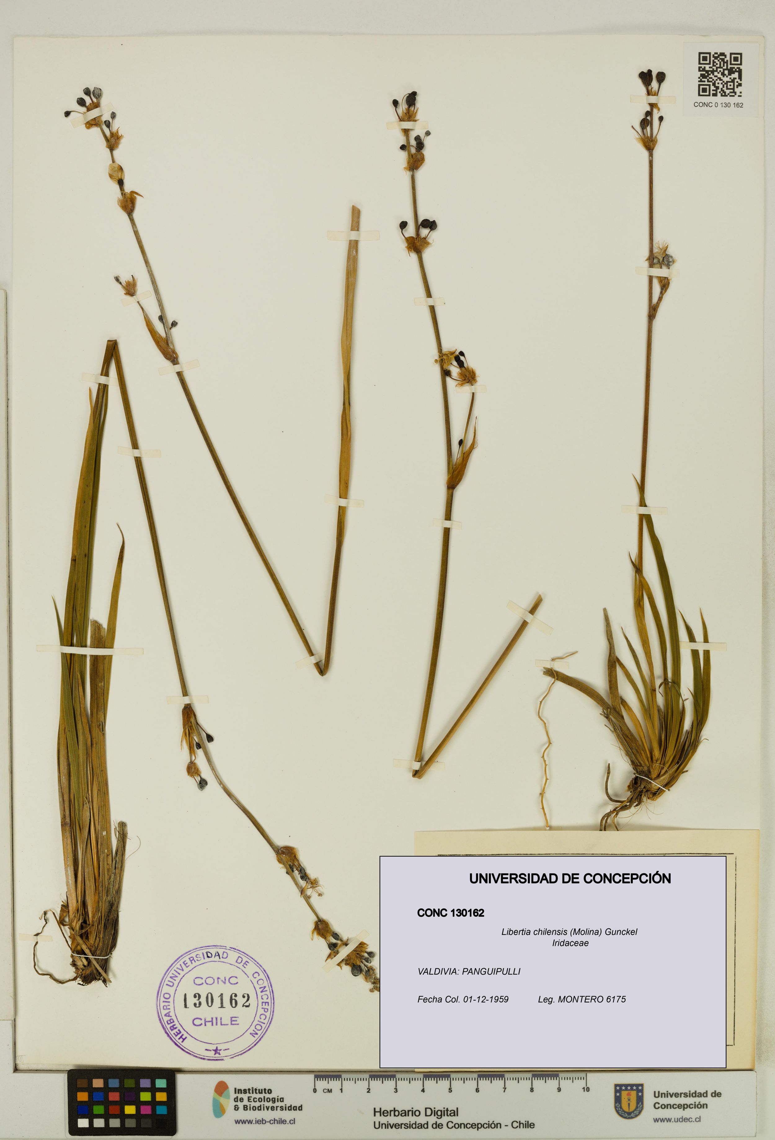 Libertia chilensis [Espécimen: ]