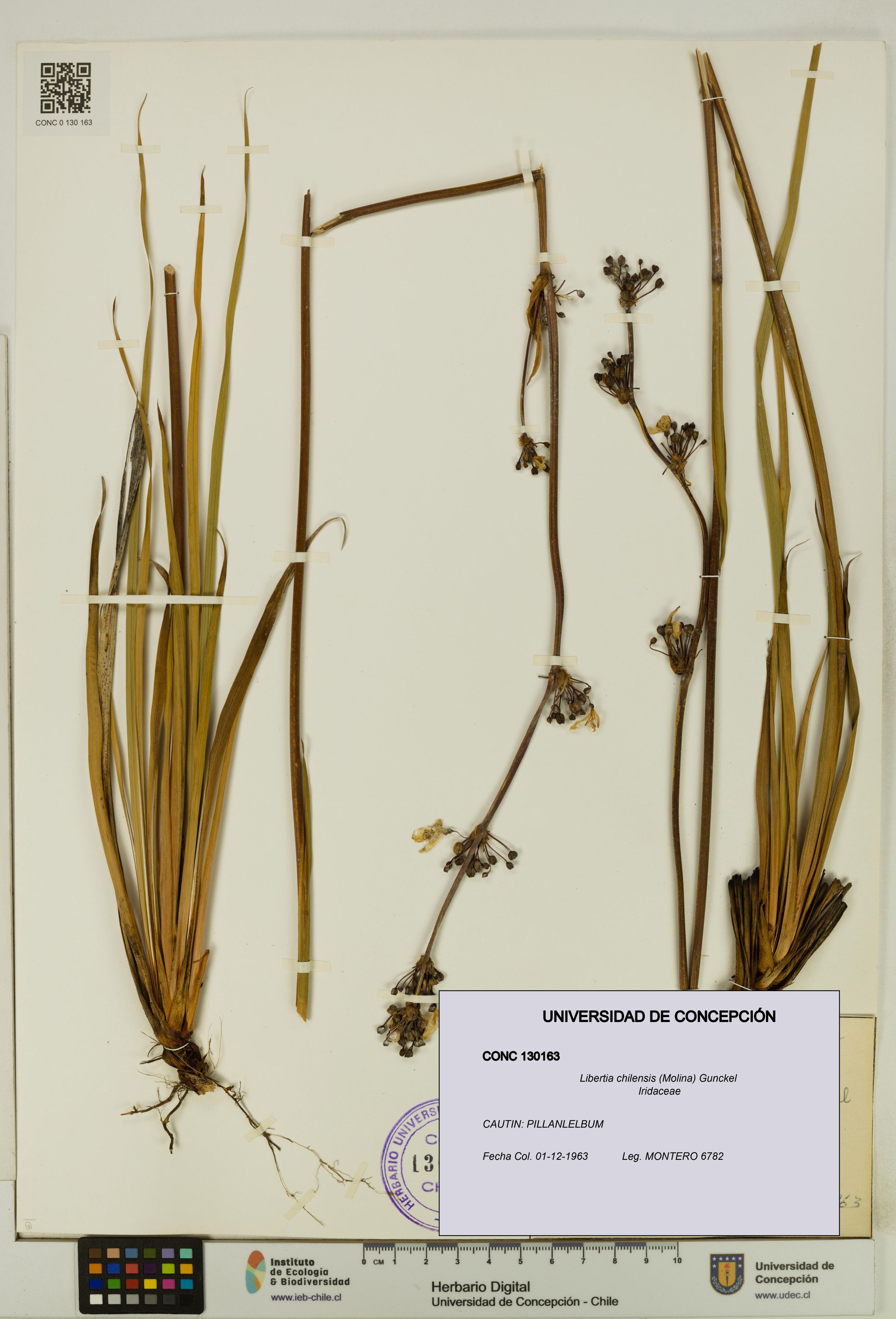 Libertia chilensis [Espécimen: ]