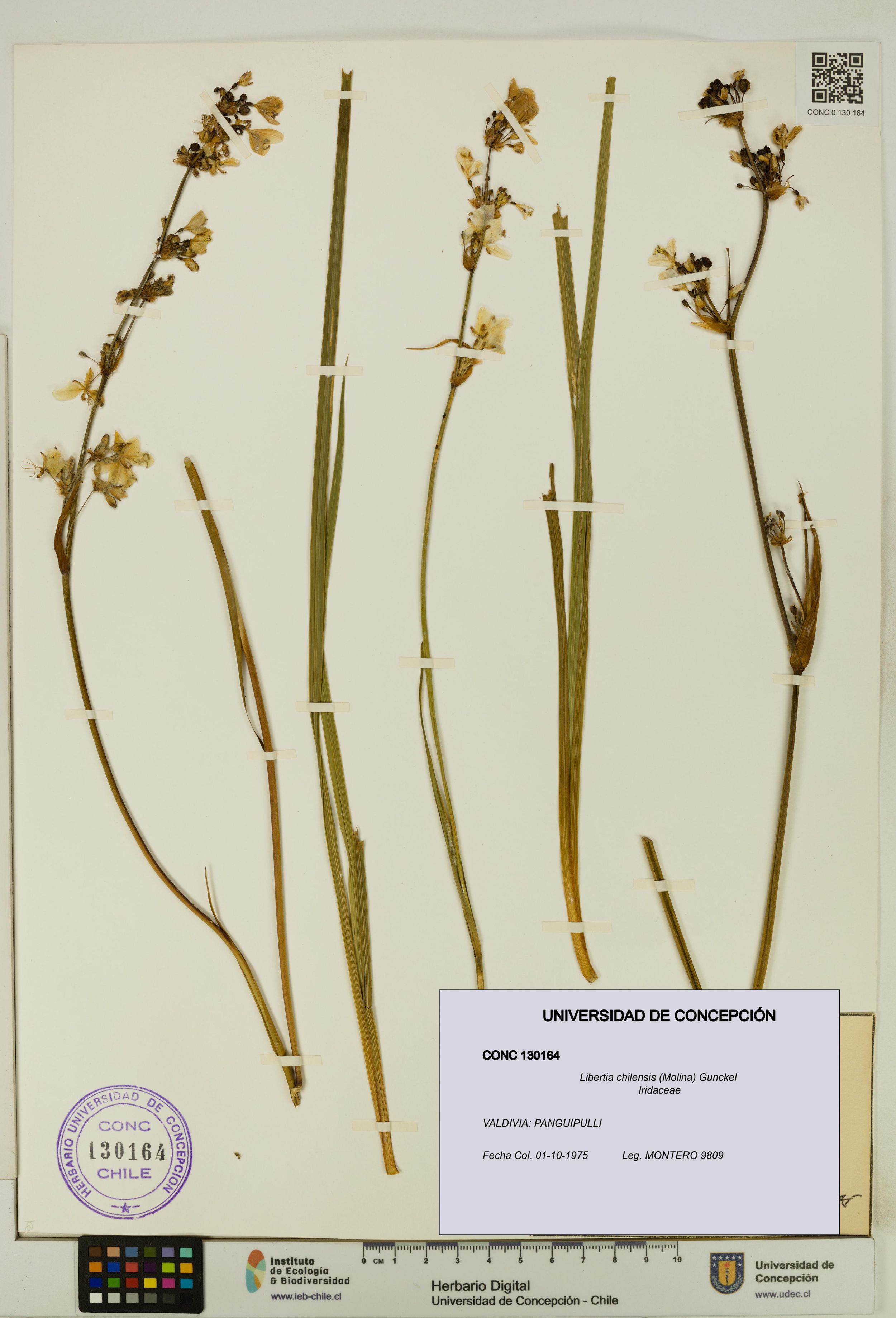 Libertia chilensis [Espécimen: ]