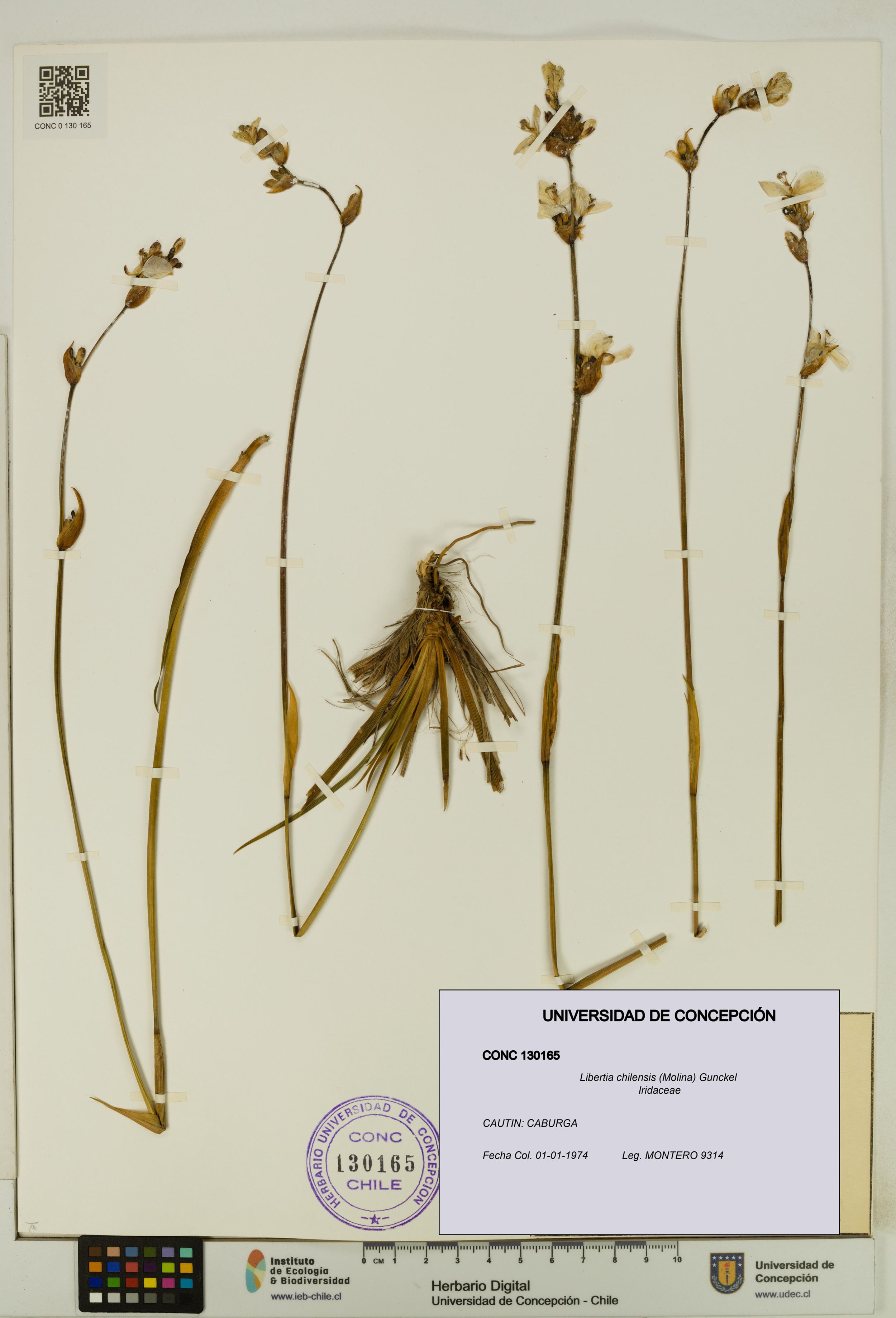 Libertia chilensis [Espécimen: ]