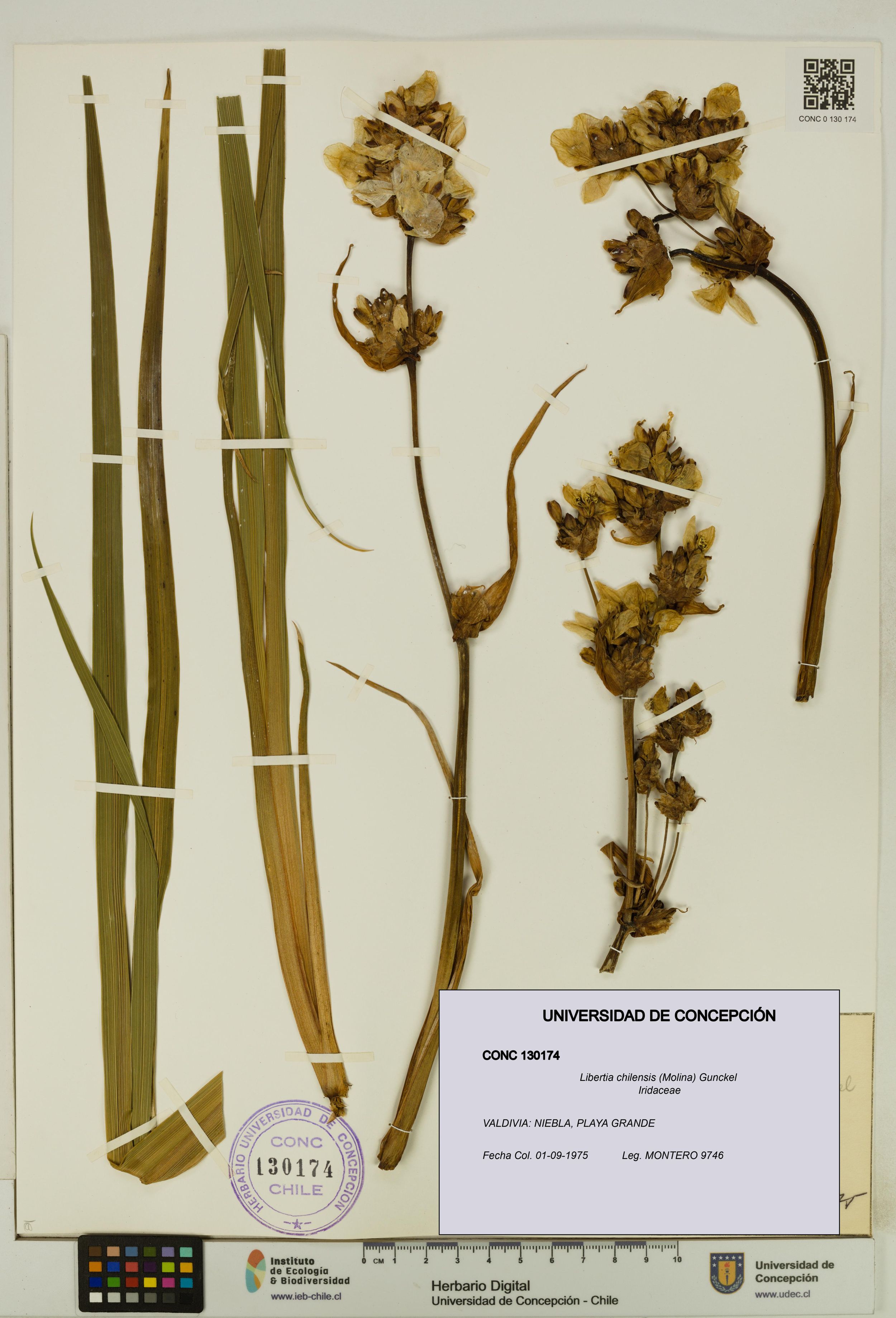 Libertia chilensis [Espécimen: ]