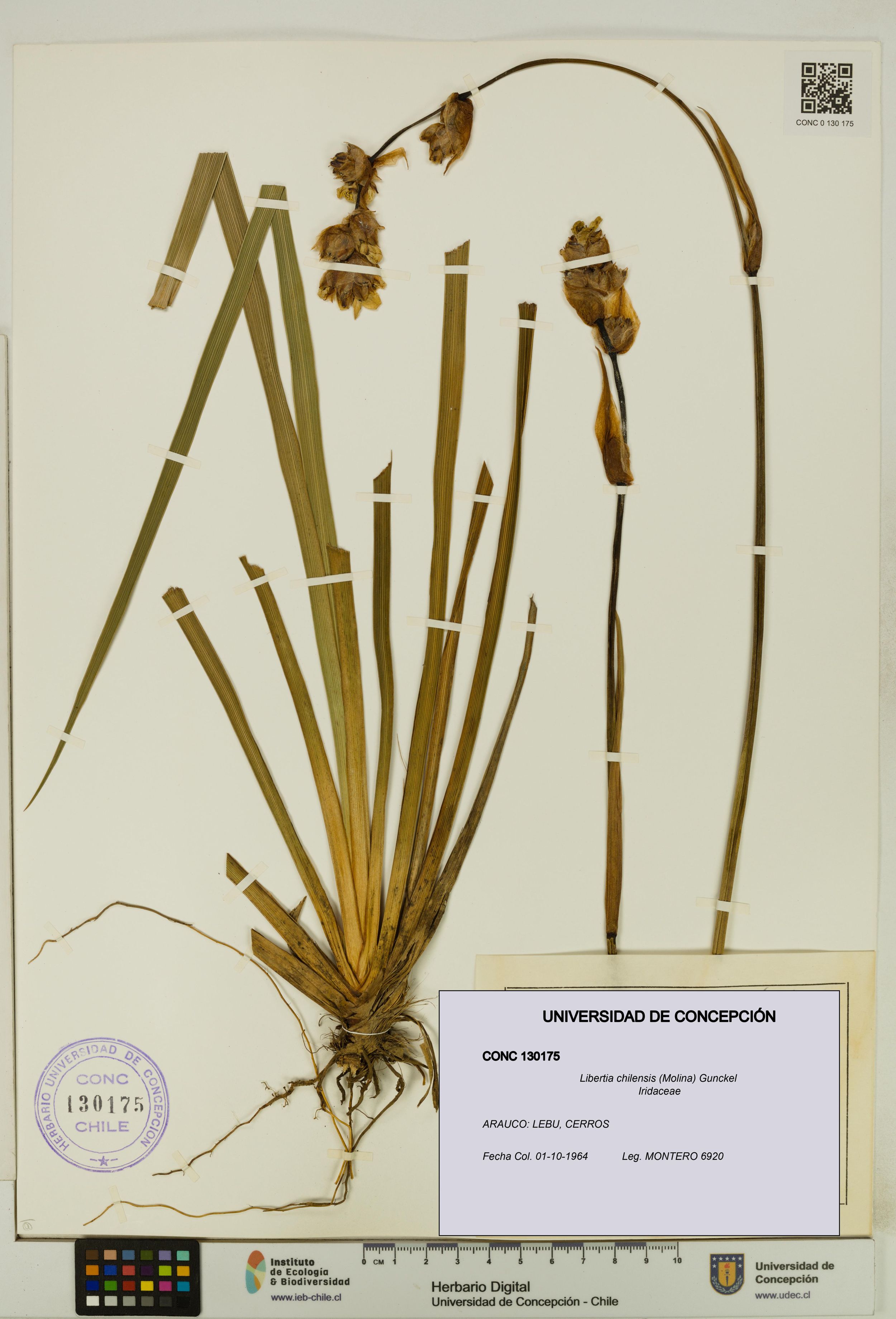 Libertia chilensis [Espécimen: ]